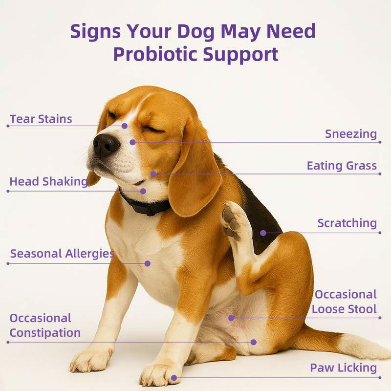 Hapwag Probiotic Soft Chews for Dogs – Digestive Health & Allergy Relief Dog Treats