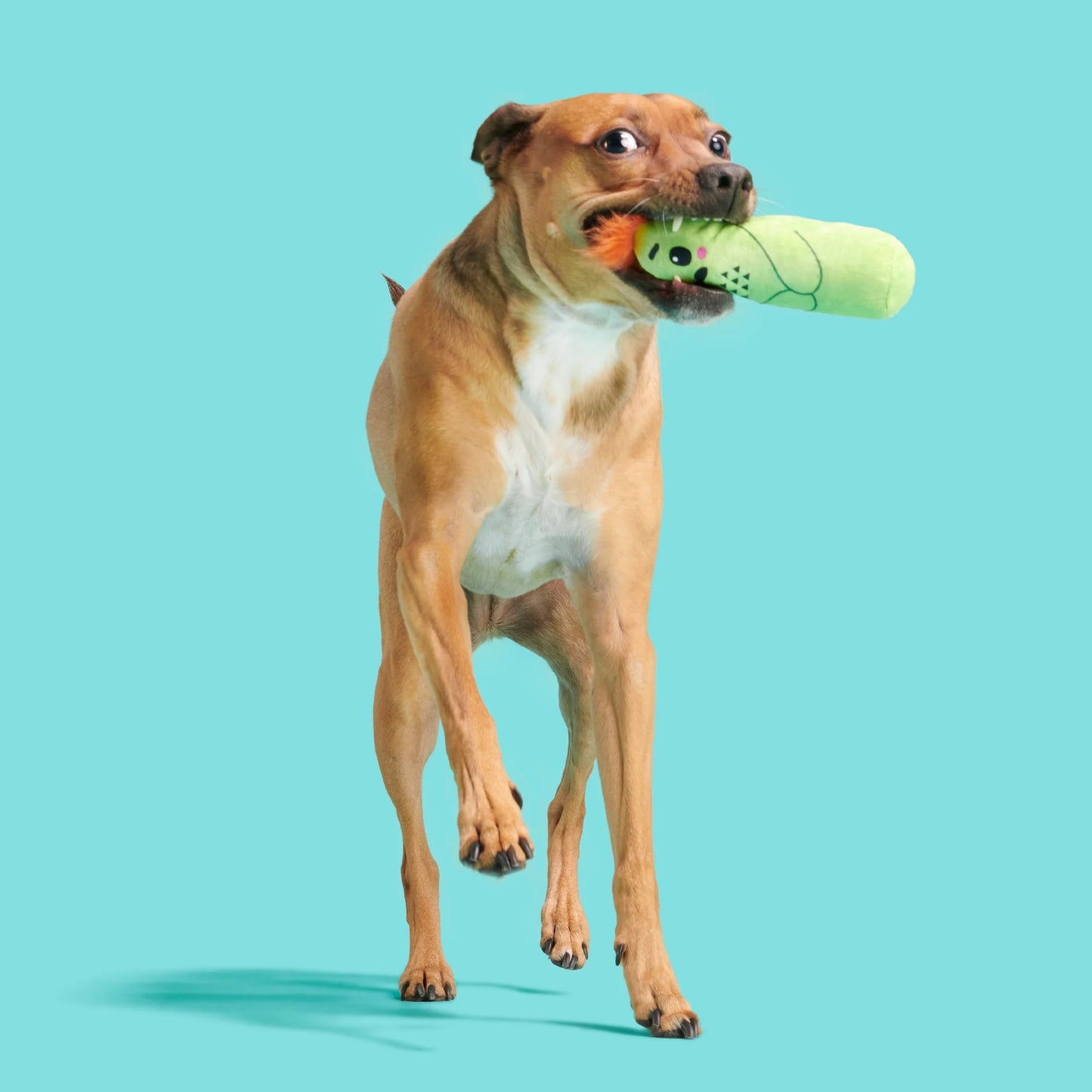Prickly Pete Dog Toy, Surprise Squeaker Toy Inside, Extra Small to Small Dogs, Green