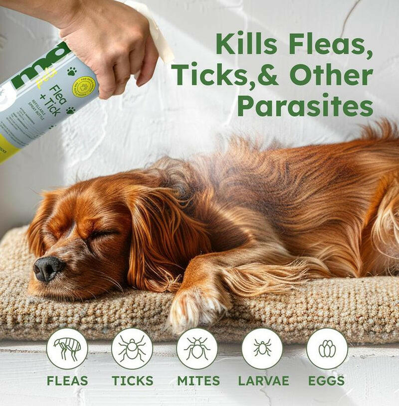 Bugmd Flea & Tick Concentrate (3.7 Oz, 2-Pack) – Plant-Based Formula for Pet Areas, Safe for Use around Dogs