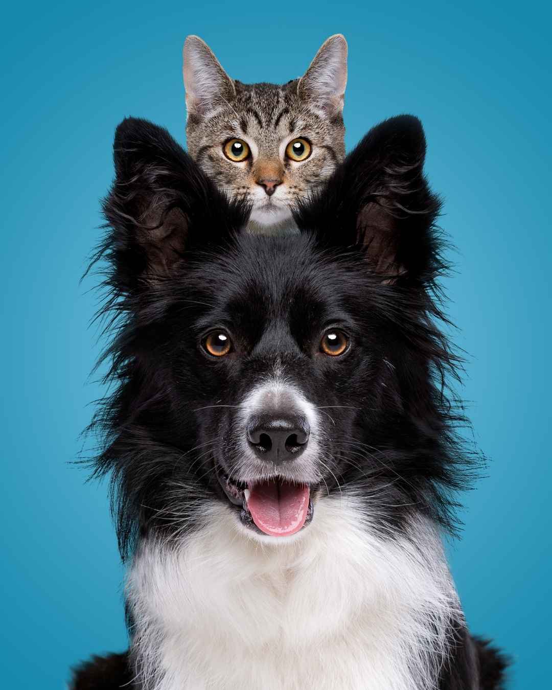Cat sitting on a dog's head against a blue background