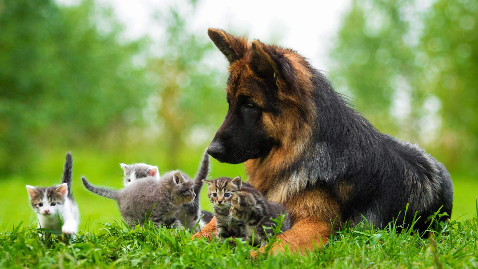 German Shepherd dog interacting with four kittens on a grassy field.