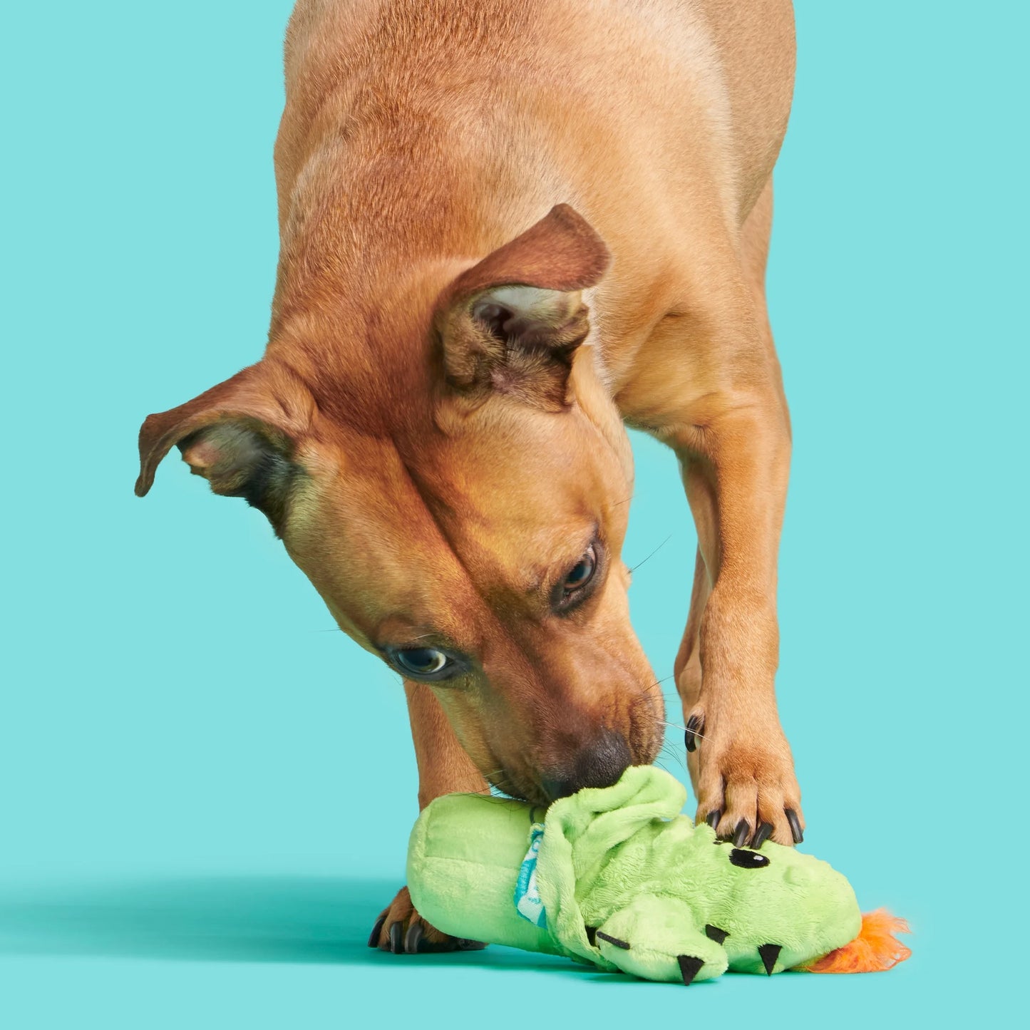 Prickly Pete Dog Toy, Surprise Squeaker Toy Inside, Extra Small to Small Dogs, Green