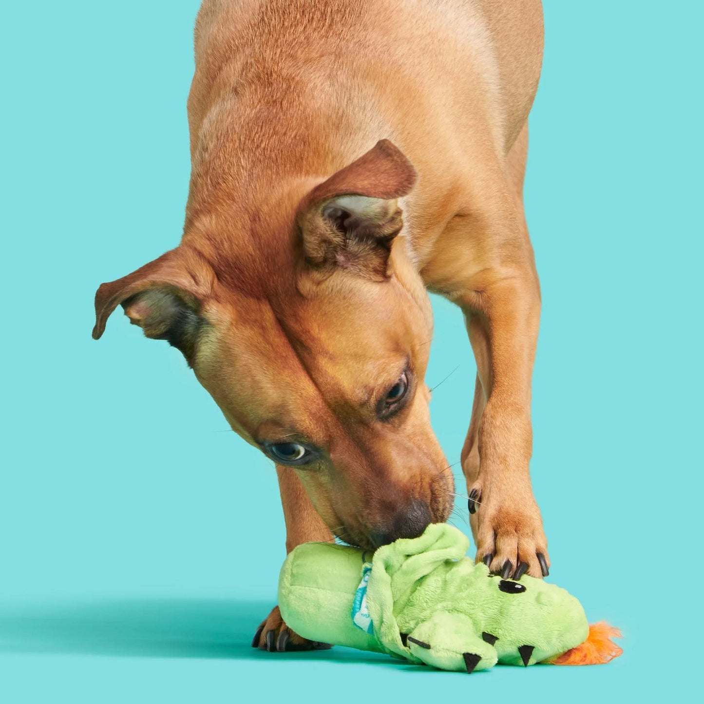 Prickly Pete Dog Toy, Surprise Squeaker Toy Inside, Extra Small to Small Dogs, Green
