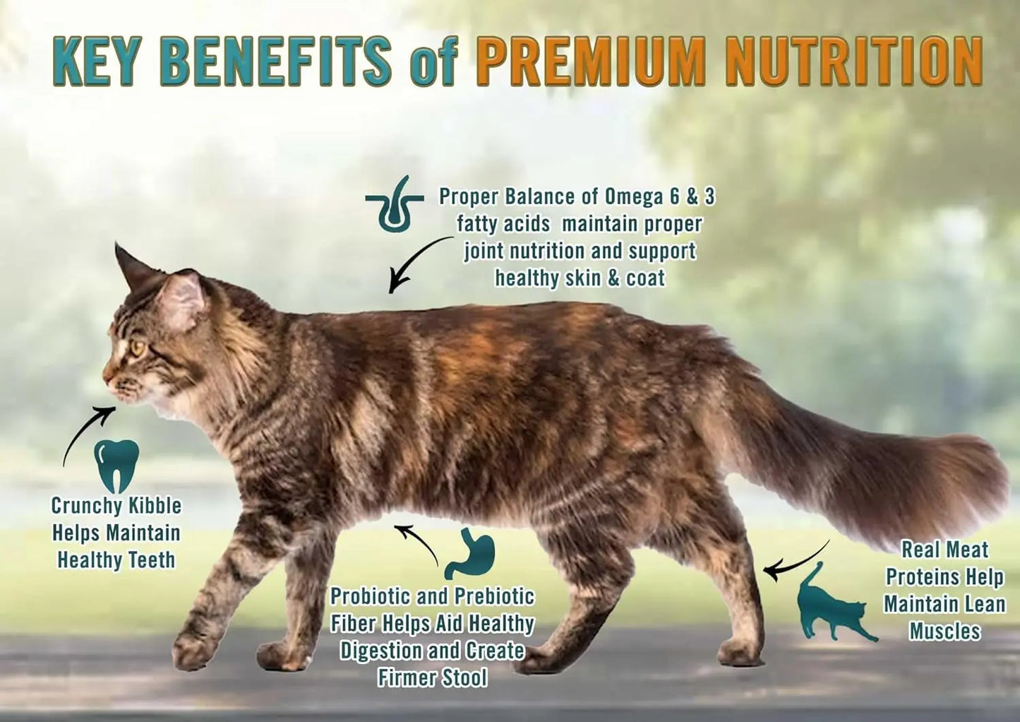 All-Natural Premium Dry Cat Food for Weight Management and Senior Cats, Real Chicken as First Ingredient, No By-Products, High Fiber/Low Fat, Chicken & Brown Rice Formula, 12 lb