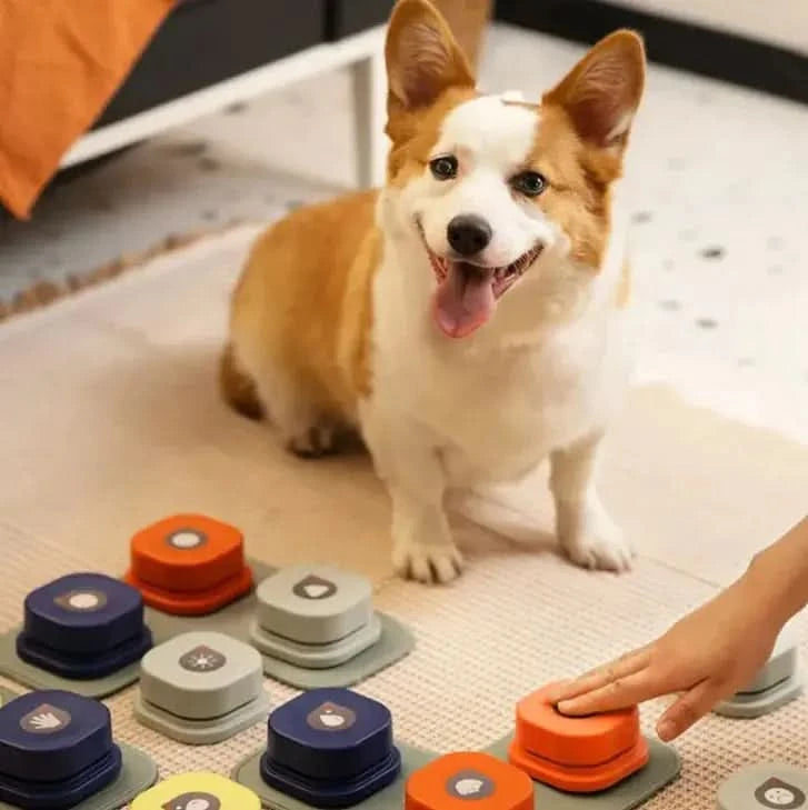 Pet Toy My Store