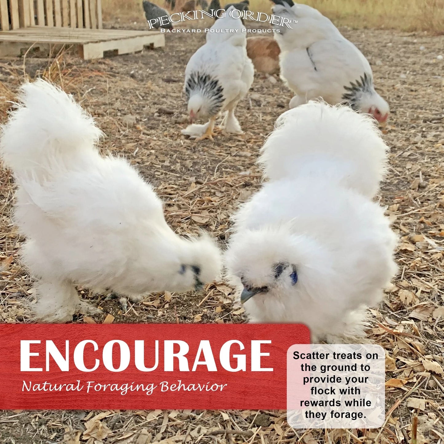 Dried Mealworms Backyard Chicken Feed & Treat, 10 Oz.