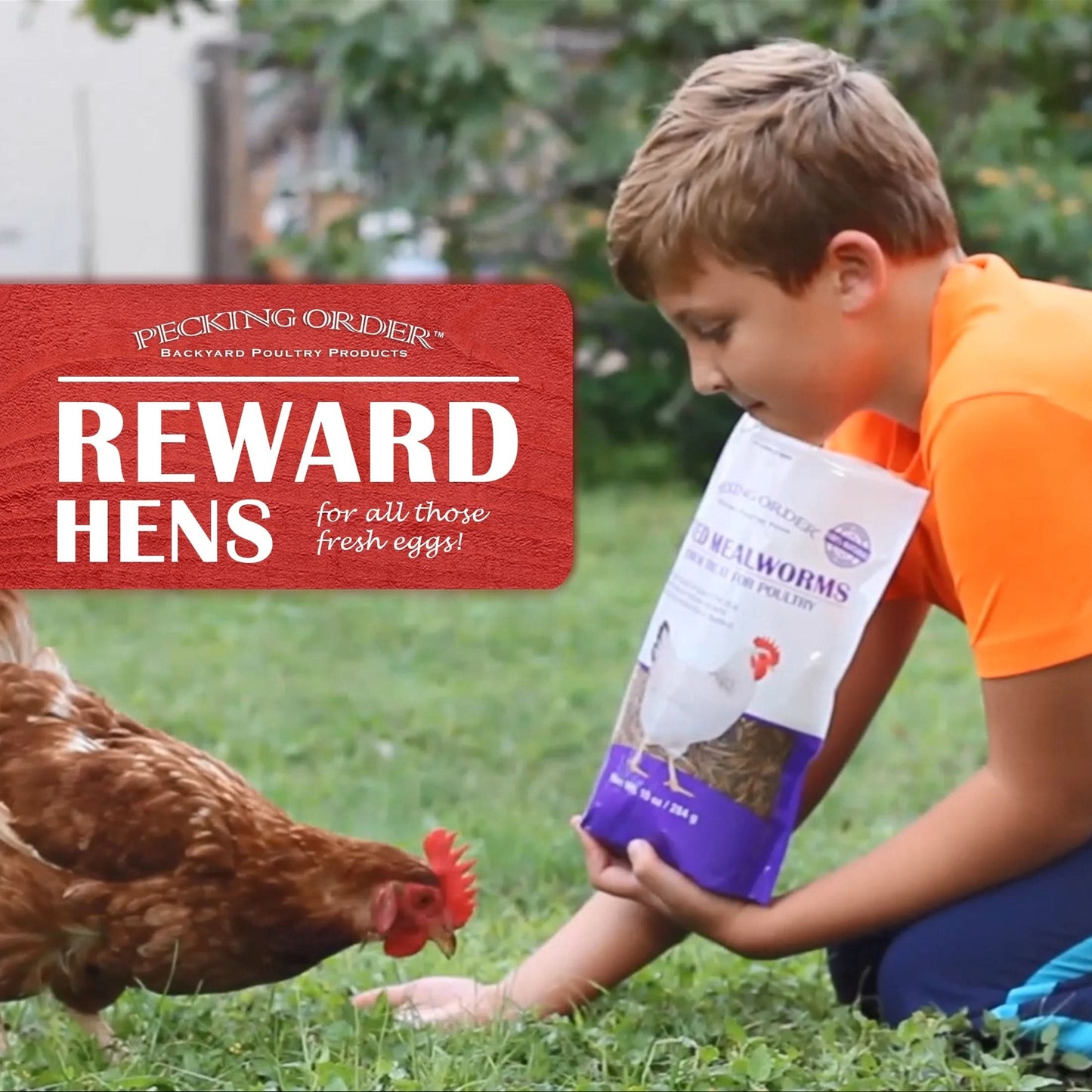 Dried Mealworms Backyard Chicken Feed & Treat, 10 Oz.