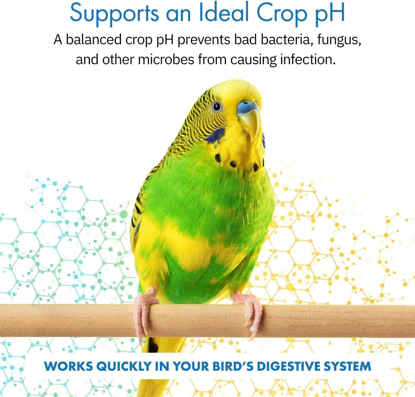Healthygut™ Avian Probiotics Dietary Supplement for Parrots - All-Natural Digestive Support Formula (120 Servings)