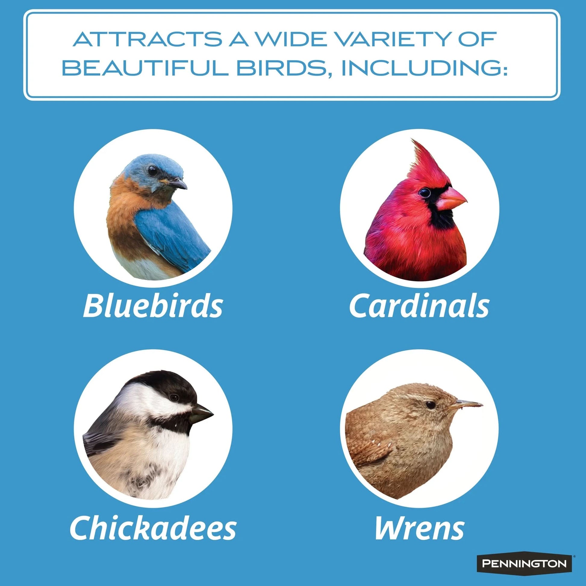Select Mealworms, Bluebird and Wild Bird Food, 17.6 Oz. Bag, 1 Pack, Dry