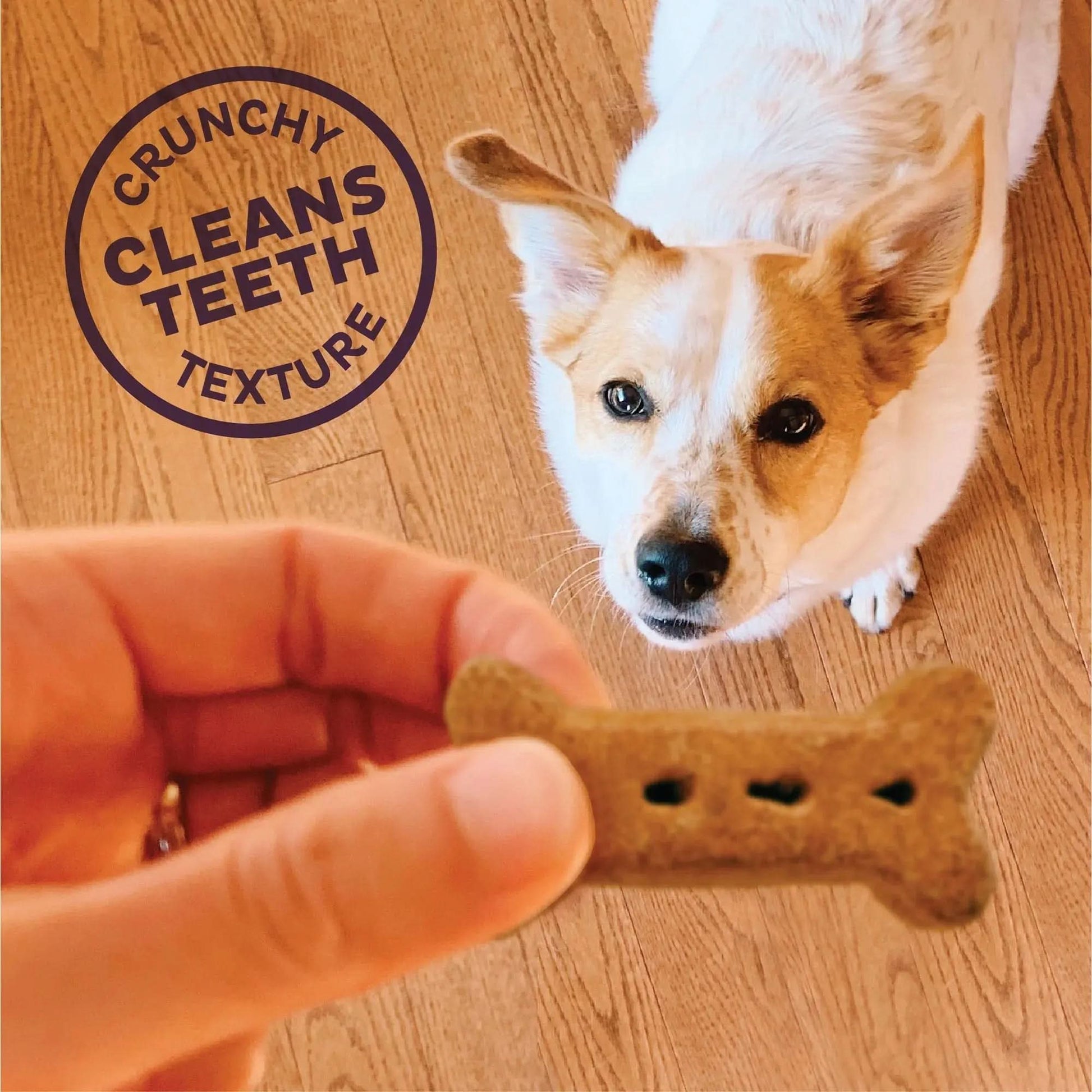 (2 Pack)  Classic P-Nuttier Biscuits Baked Dog Treats, Small, 16 Ounce Bag