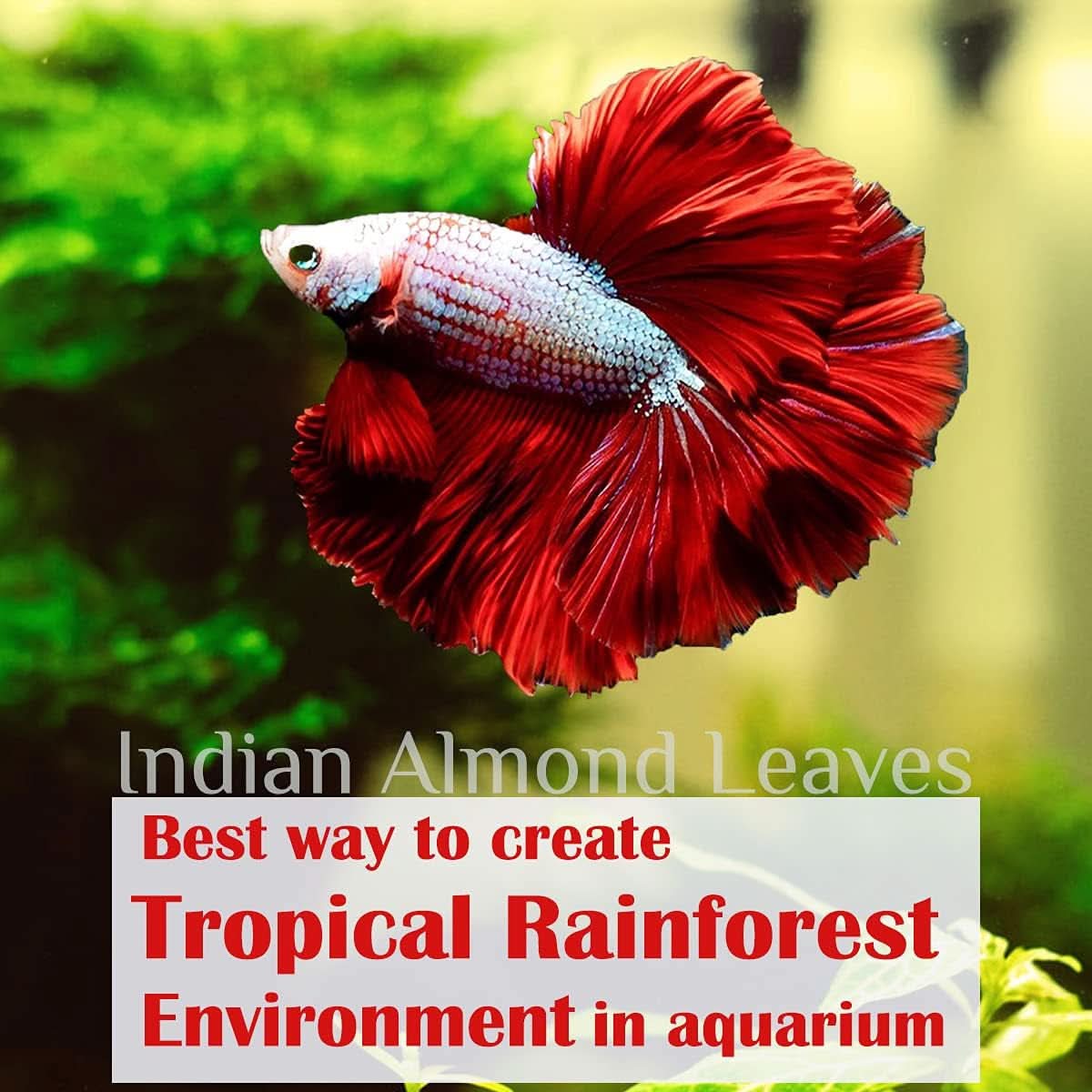 Premium Indian Almond Leaves for Aquatic Environments - pH Balance and Health Enhancement for Turtles, Frogs, Shrimp, Hermit Crabs, and Betta Fish. 50g Pack (6-9 inches, 20-25 Leaves)