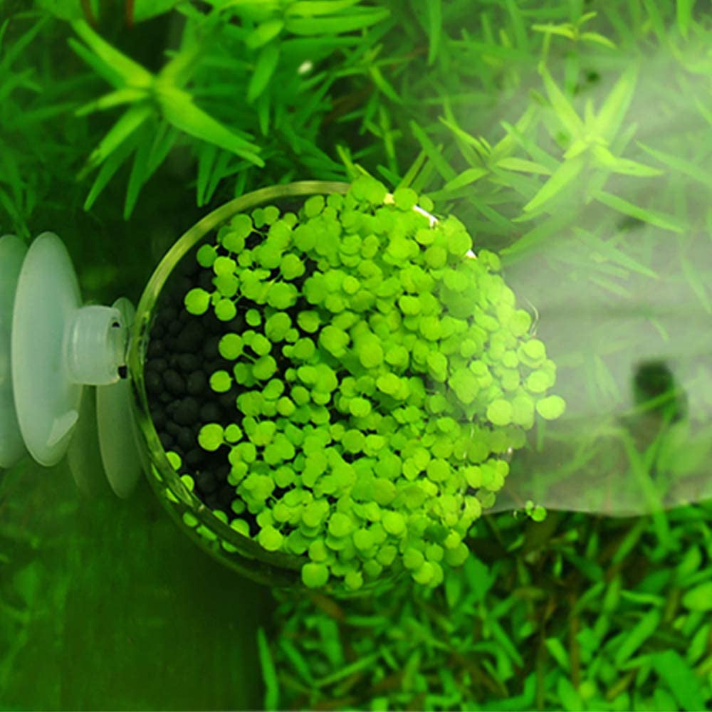 Double Crystal Glass Aquatic Plant Pot with Suction Cups for Aquarium Decoration and Live Plant Display