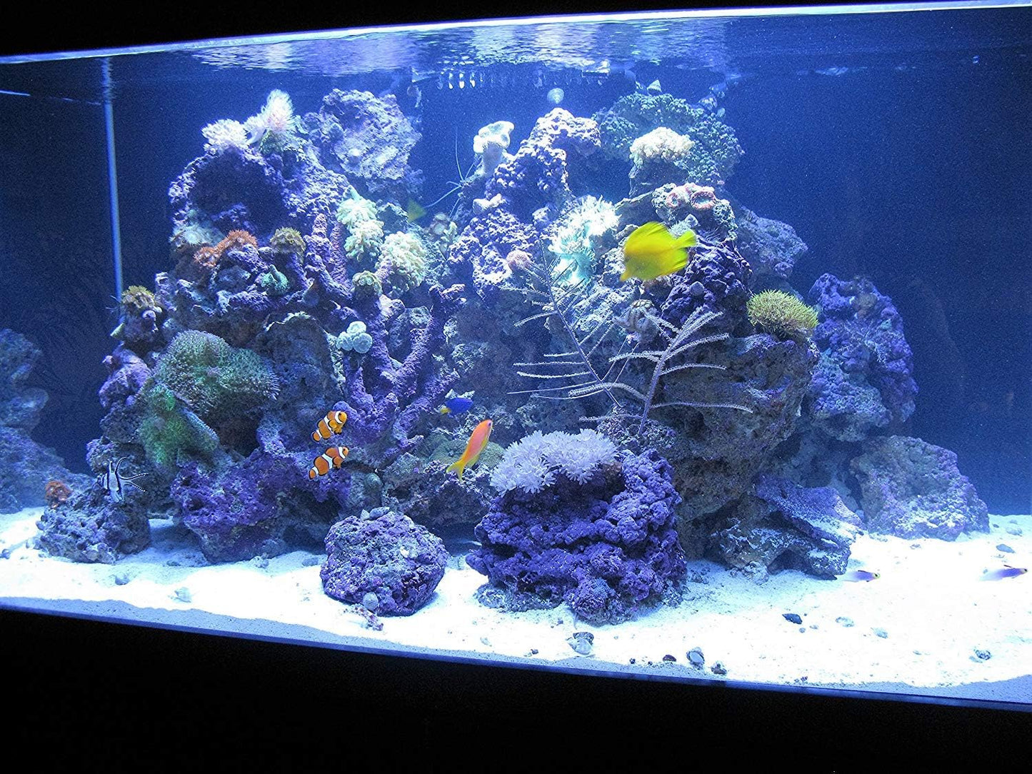 Crystal Cal Activated Carbon - Premium Activated Charcoal for Aquariums and Fish Tanks, Large Jar