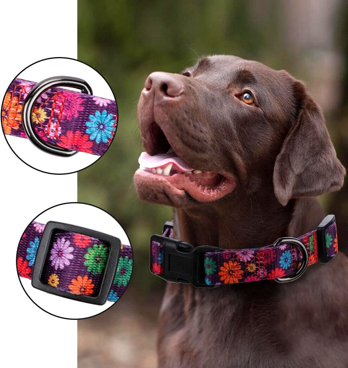 Large Dark Purple Dog Collar for Girls - Fall Daisy Pattern with Colorful Floral Print