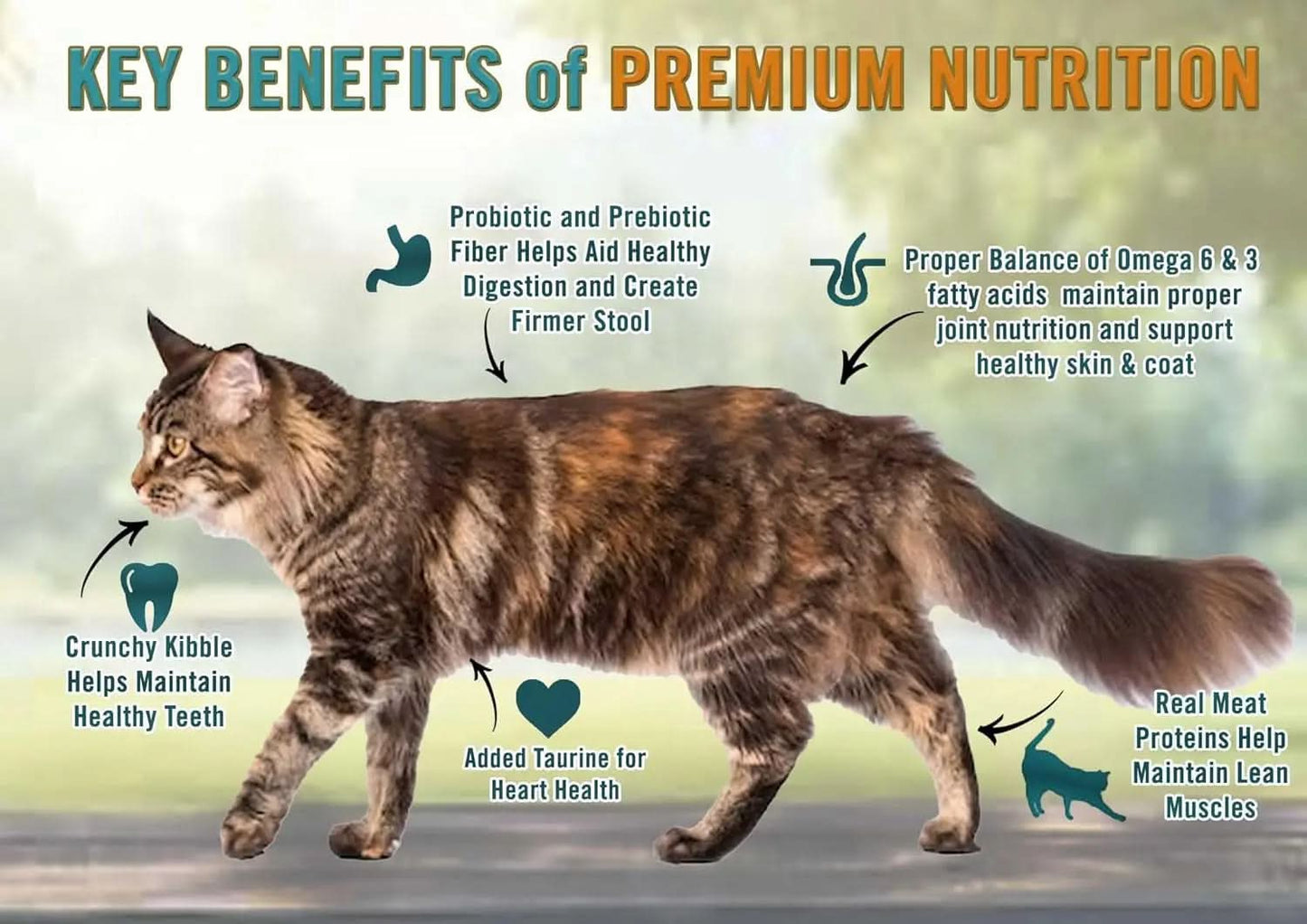 All-Natural Premium Adult Dry Cat Food with Real Meat as the First Ingredient, No By-Products, Supports Heart, Gut, and Immune Health, Chicken & Brown Rice, 4.5 lb