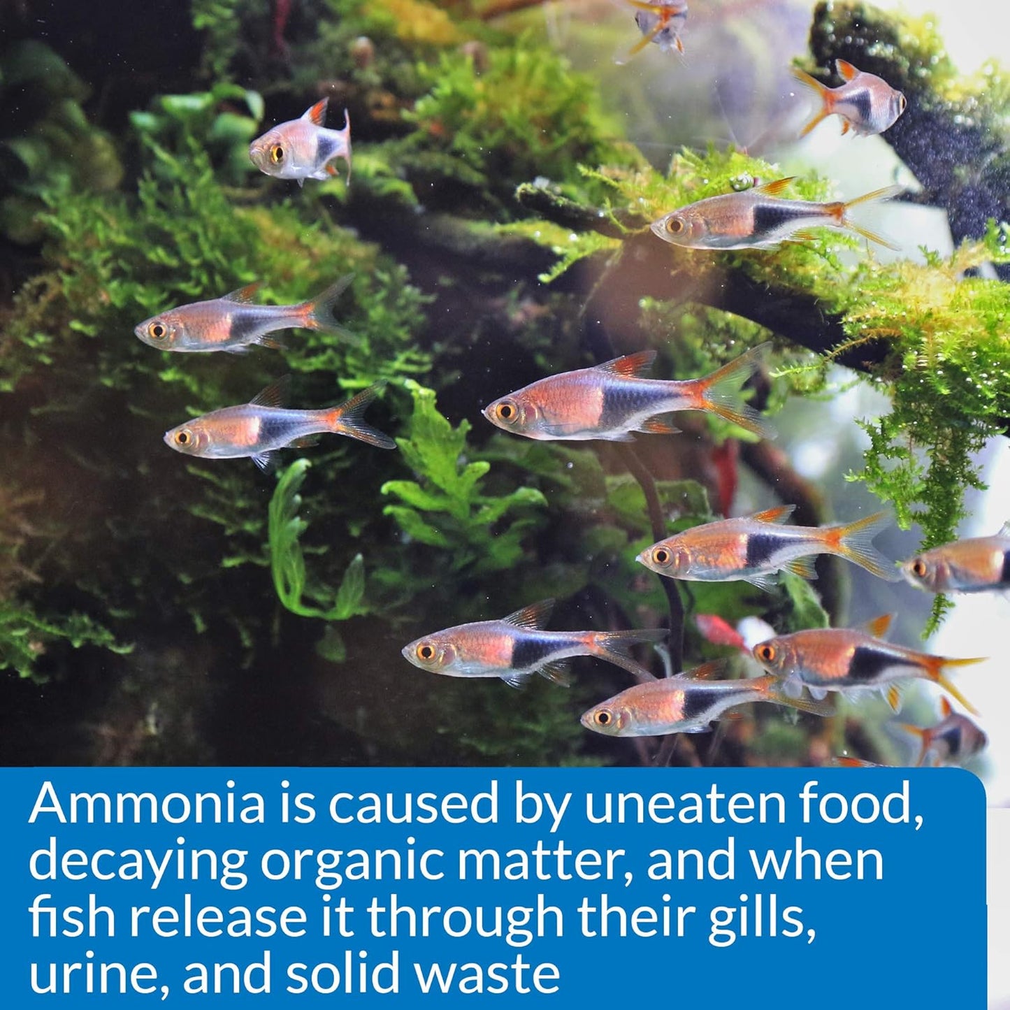 Ammonia 130-Test Kit for Freshwater and Saltwater Aquariums