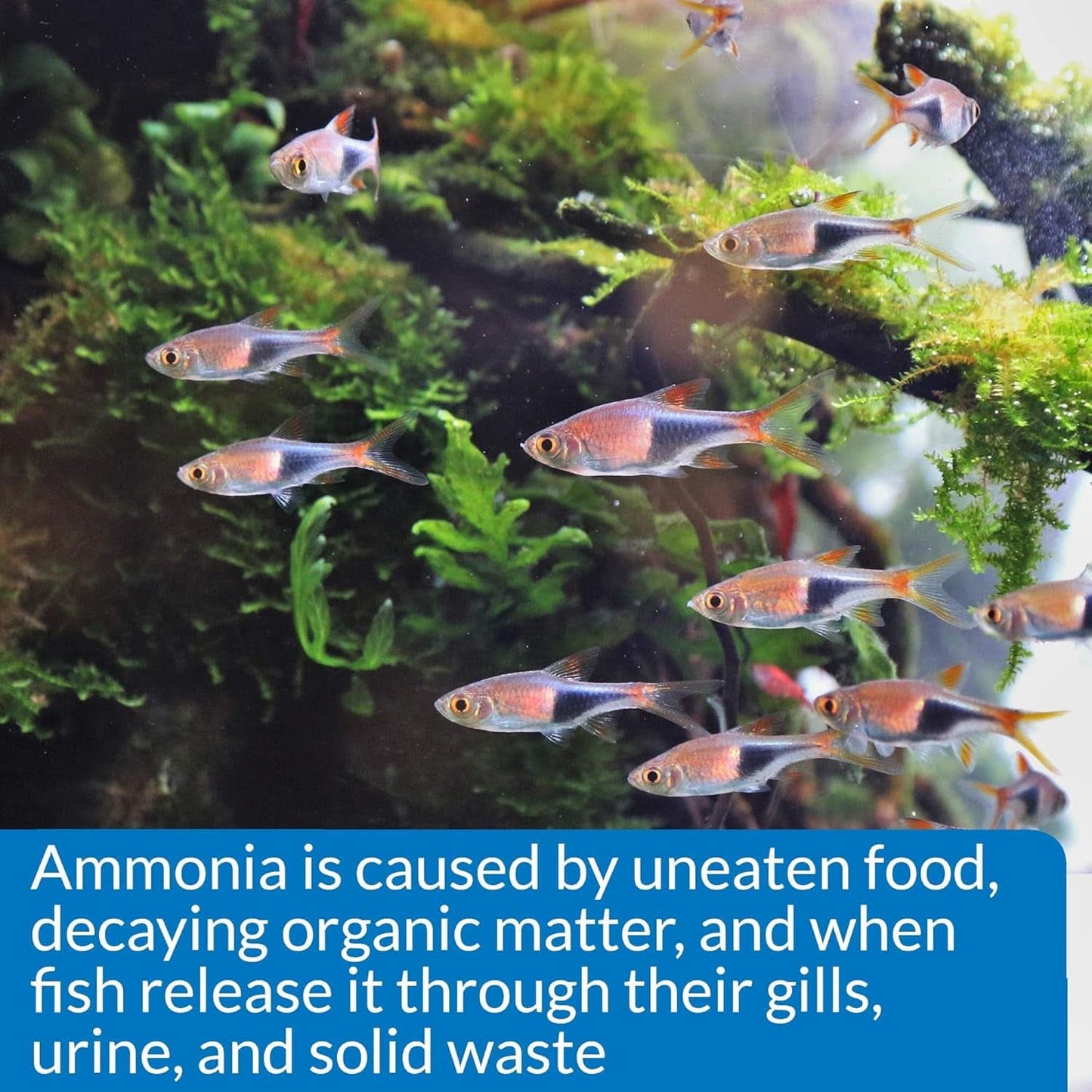 Ammonia 130-Test Kit for Freshwater and Saltwater Aquariums