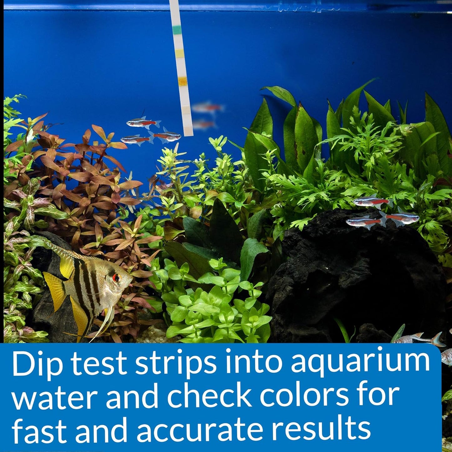 5-in-1 Aquarium Test Strips for Freshwater and Saltwater - 100 Count Box