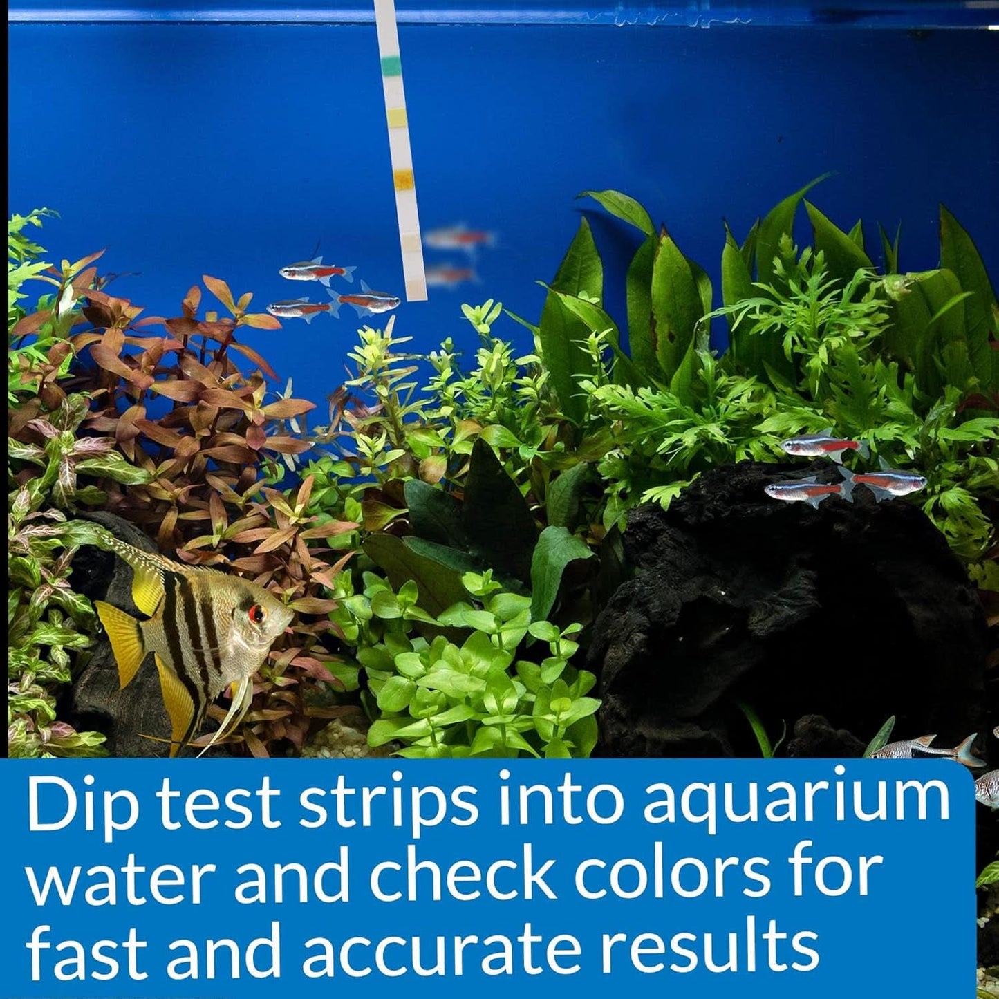 5-in-1 Aquarium Test Strips for Freshwater and Saltwater - 100 Count Box