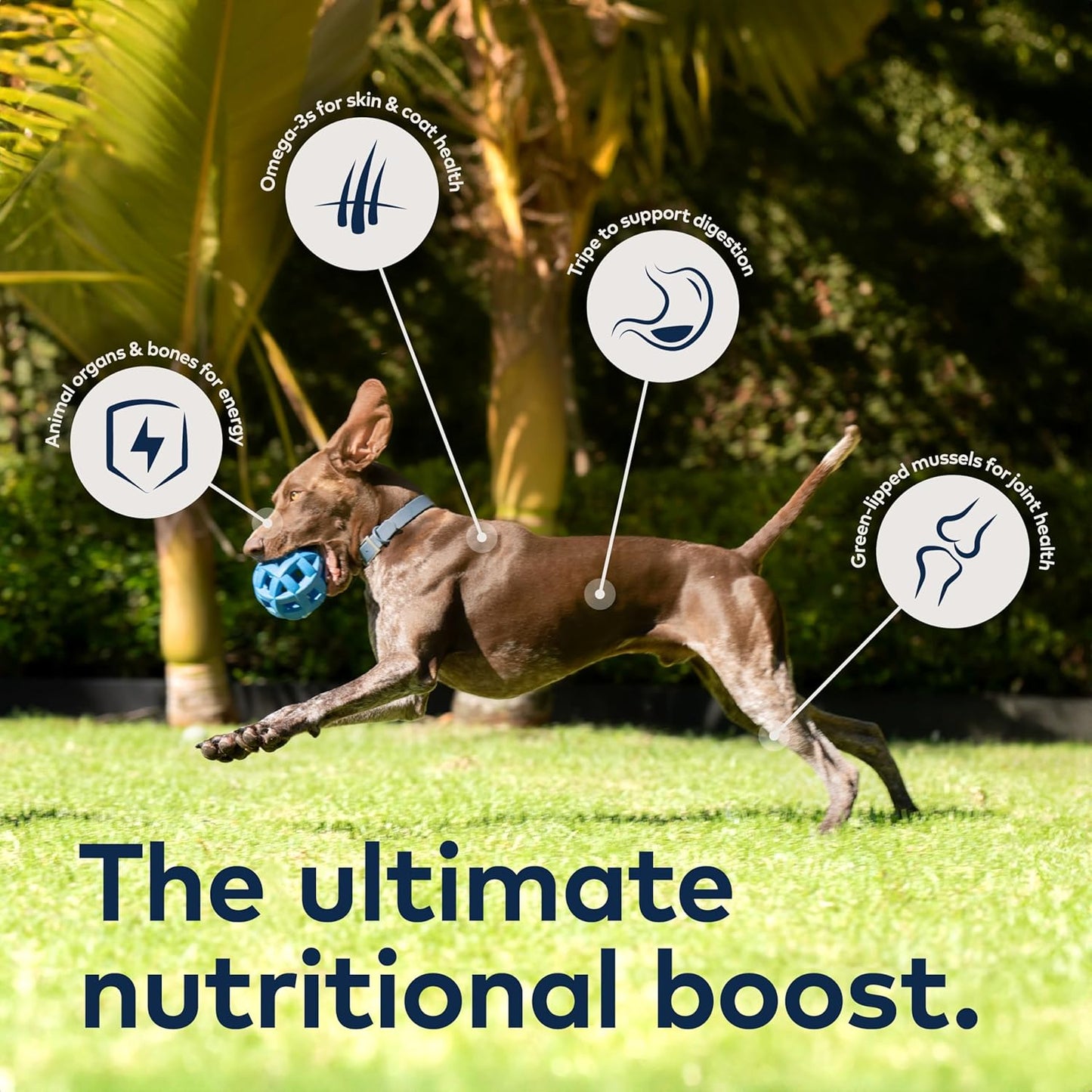 Peak Air-Dried Dog Food - Beef Flavor, All-Natural, High Protein, Grain-Free, Limited Ingredient with Superfoods (16 oz)