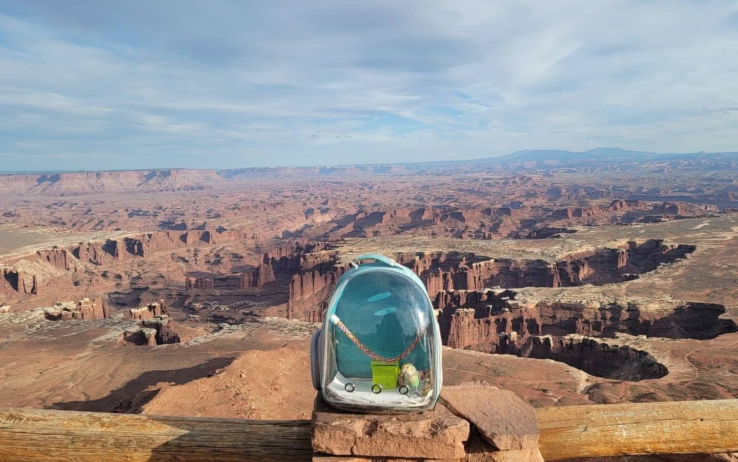 Premium Bird Travel Carrier, Transparent Space Capsule Backpack for Parakeets, Cockatiels, and Parrots with Metal Tray and Wood Perch, Ideal for Veterinary Transport and School Use