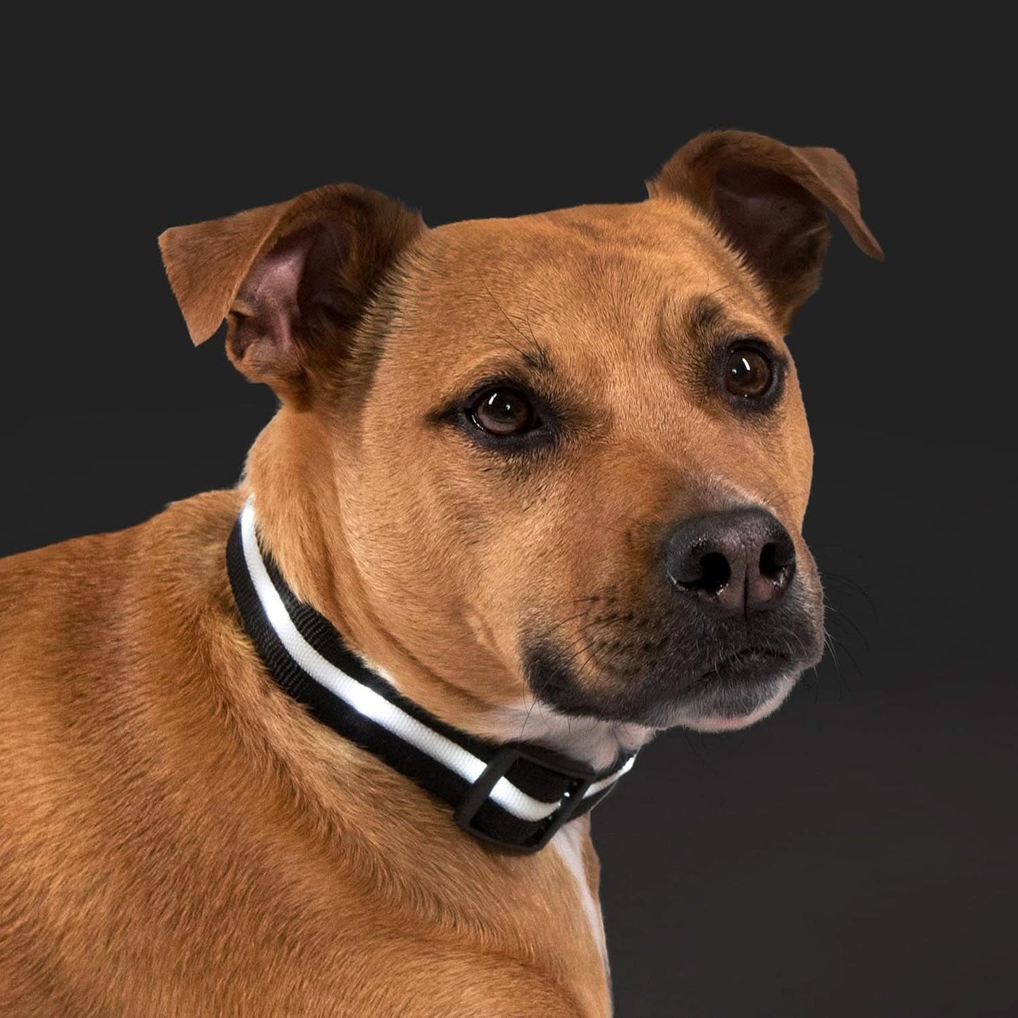 LED Dog Collar - Original Rechargeable Waterproof Design with 1,000 Feet Visibility - Suitable for Small, Medium, and Large Dogs - US Brand