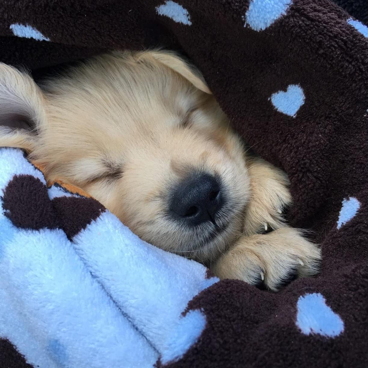 Cozy Blue Pet Blanket - Machine Washable Blanket for Small Dogs