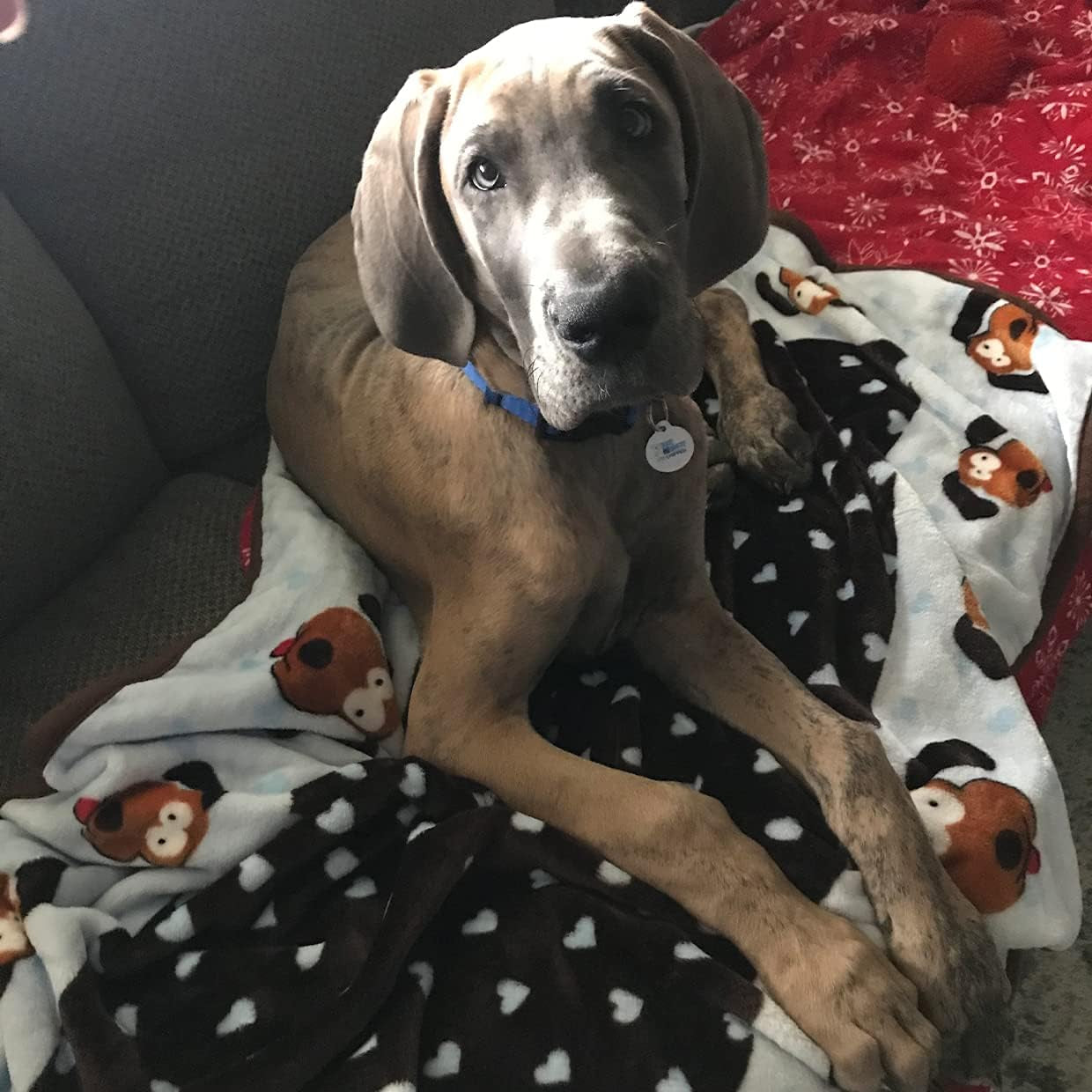 Cozy Blue Pet Blanket - Machine Washable Blanket for Small Dogs