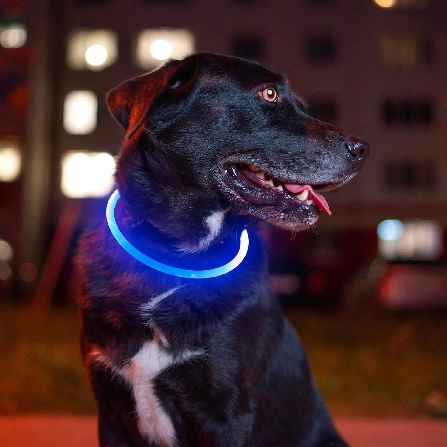 USB Rechargeable LED Dog Collar - Enhanced Night Visibility Safety Necklace for Small, Medium, and Large Dogs (Blue)