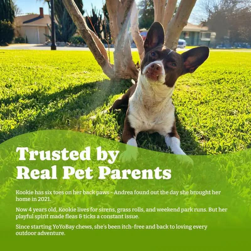 Flea & Tick Prevention for Dogs Chewables, Yoyobay Natural Dog Fleas and Ticks Control Supplement, Dogs Supplement, Natural Shield 5-In-1 Protection, Beef & Carrot Flavor, 70 Soft Chews