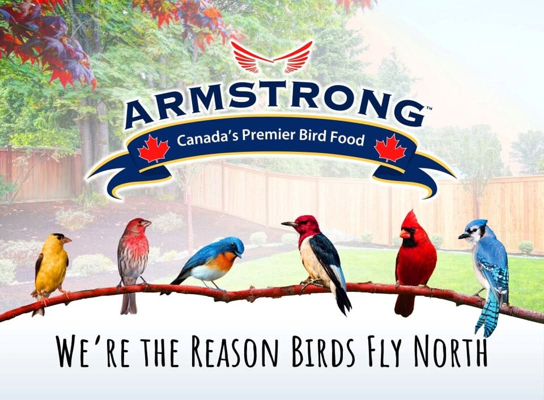 Armstrong Wild Bird Food Four Season Suet Cake, 11.3Oz (Pack of 12)