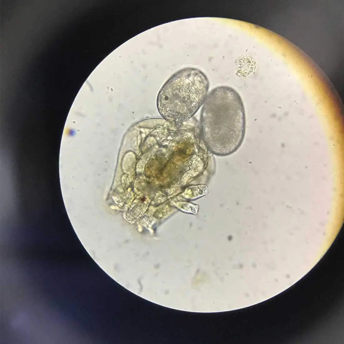 Greenwaterfarm Live Brachionus Calyciflorus Rotifer Eggs - Premium Fish Food for Hatching and Culturing, Ideal for Betta Fish