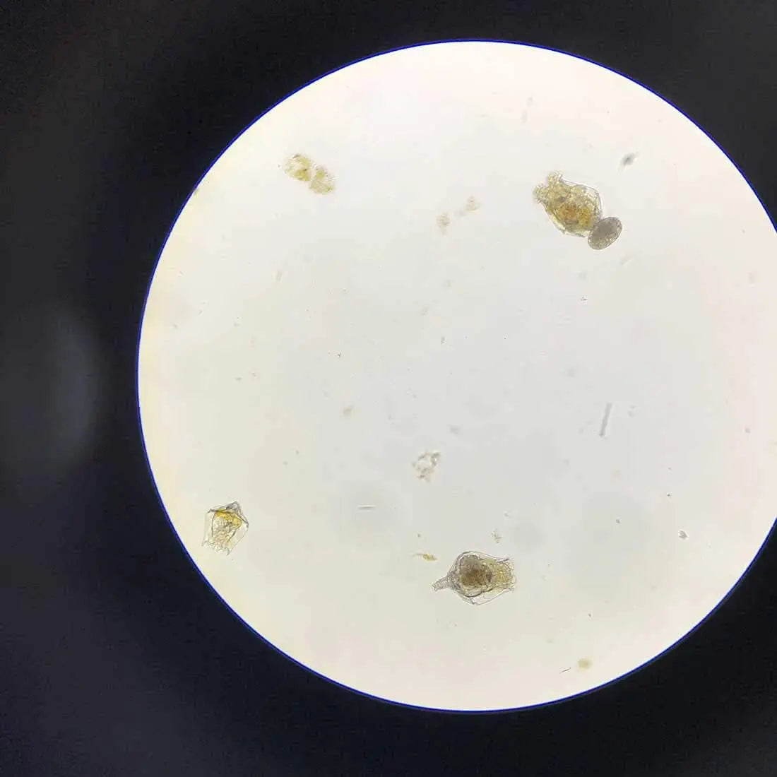 Greenwaterfarm Live Brachionus Calyciflorus Rotifer Eggs - Premium Fish Food for Hatching and Culturing, Ideal for Betta Fish