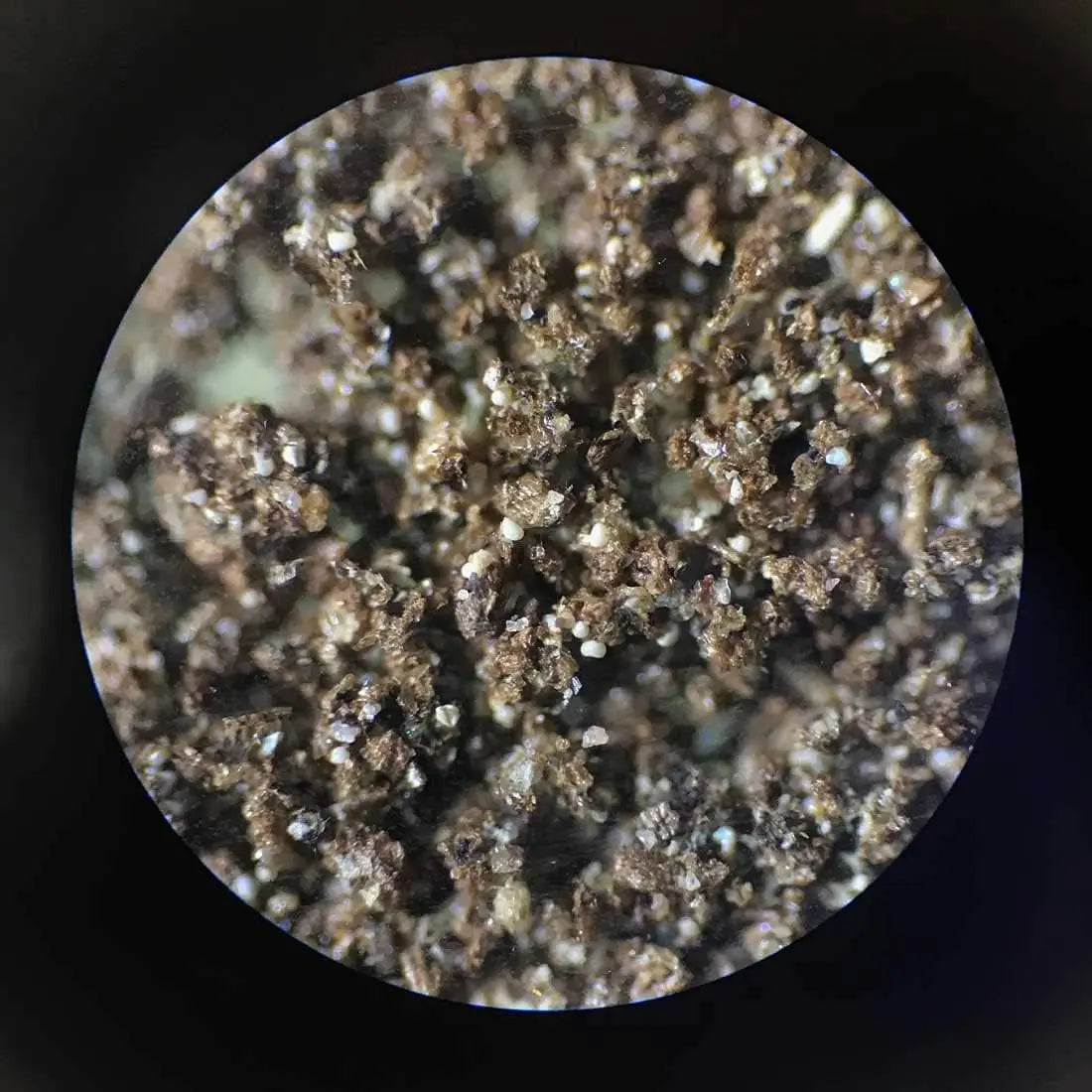 Greenwaterfarm Live Brachionus Calyciflorus Rotifer Eggs - Premium Fish Food for Hatching and Culturing, Ideal for Betta Fish