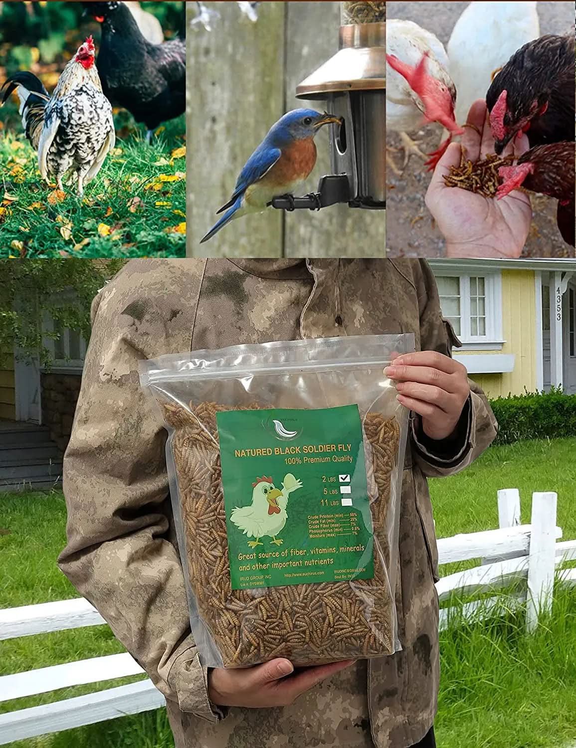 High-Protein Non-GMO Dried Black Soldier Fly Larvae for Poultry, Ducks, Wild Birds, and Reptiles (22 lb)
