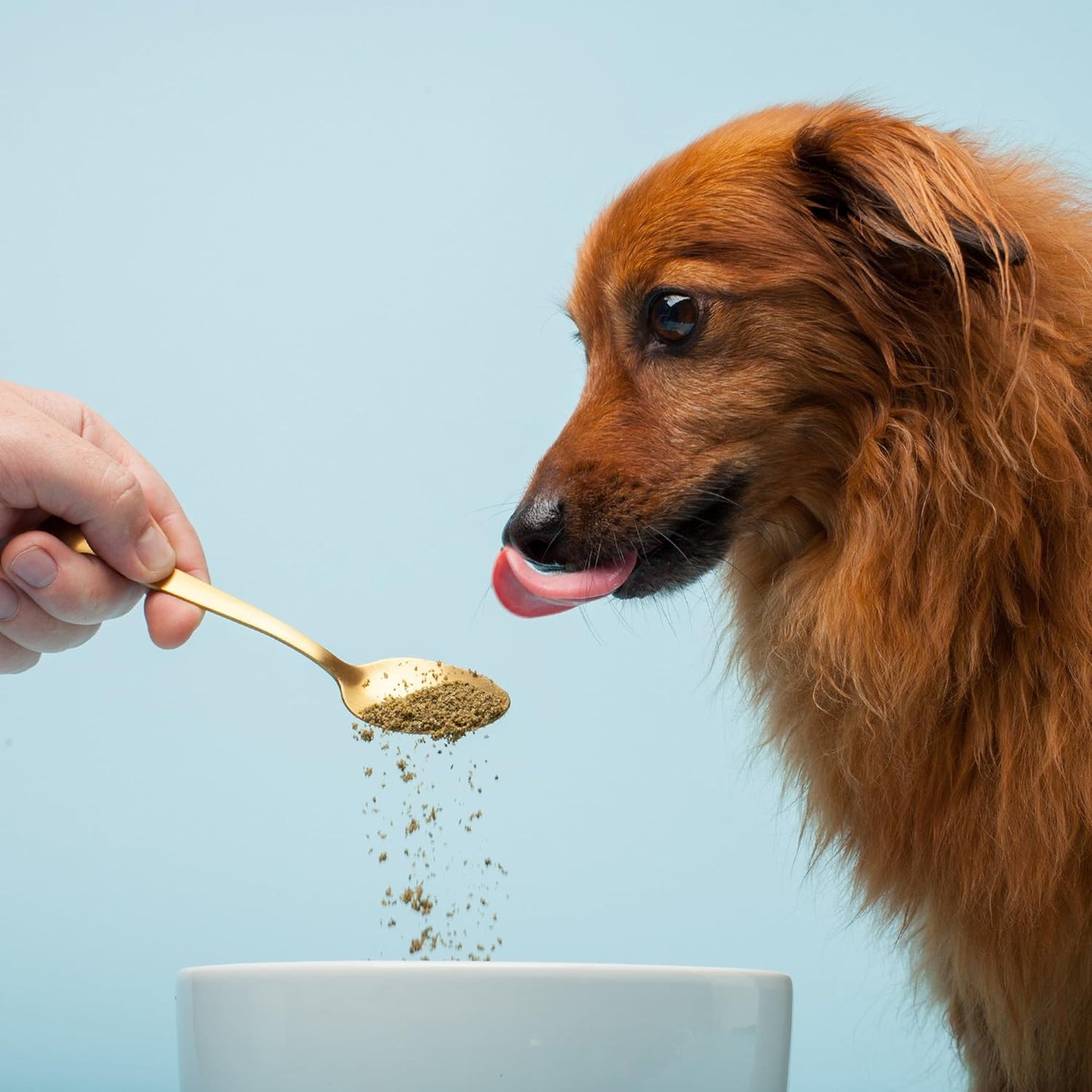 Missing Link Pet Kelp Canine Probiotic 8oz Superfood Powder Supplement, Organic Limited Ingredient Formula for Canine Digestive Health