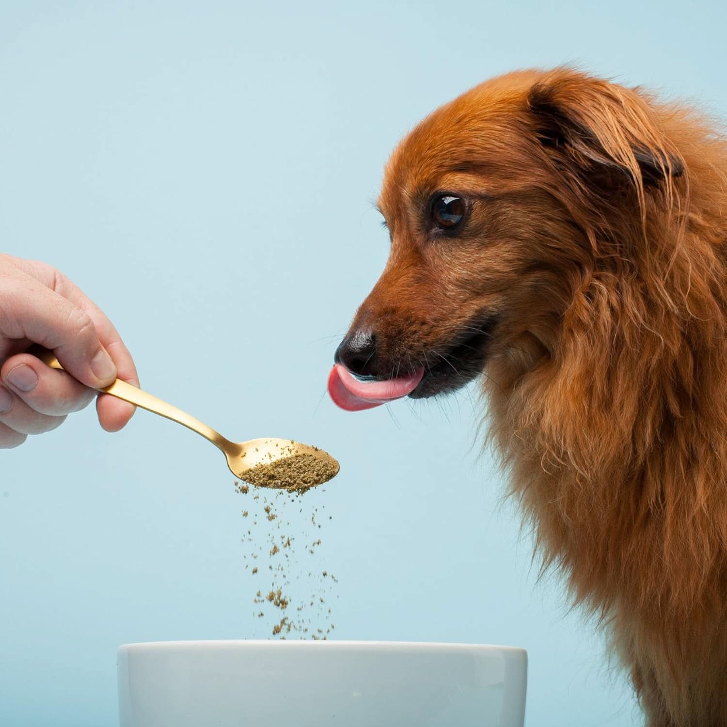 Missing Link Pet Kelp Canine Probiotic 8oz Superfood Powder Supplement, Organic Limited Ingredient Formula for Canine Digestive Health