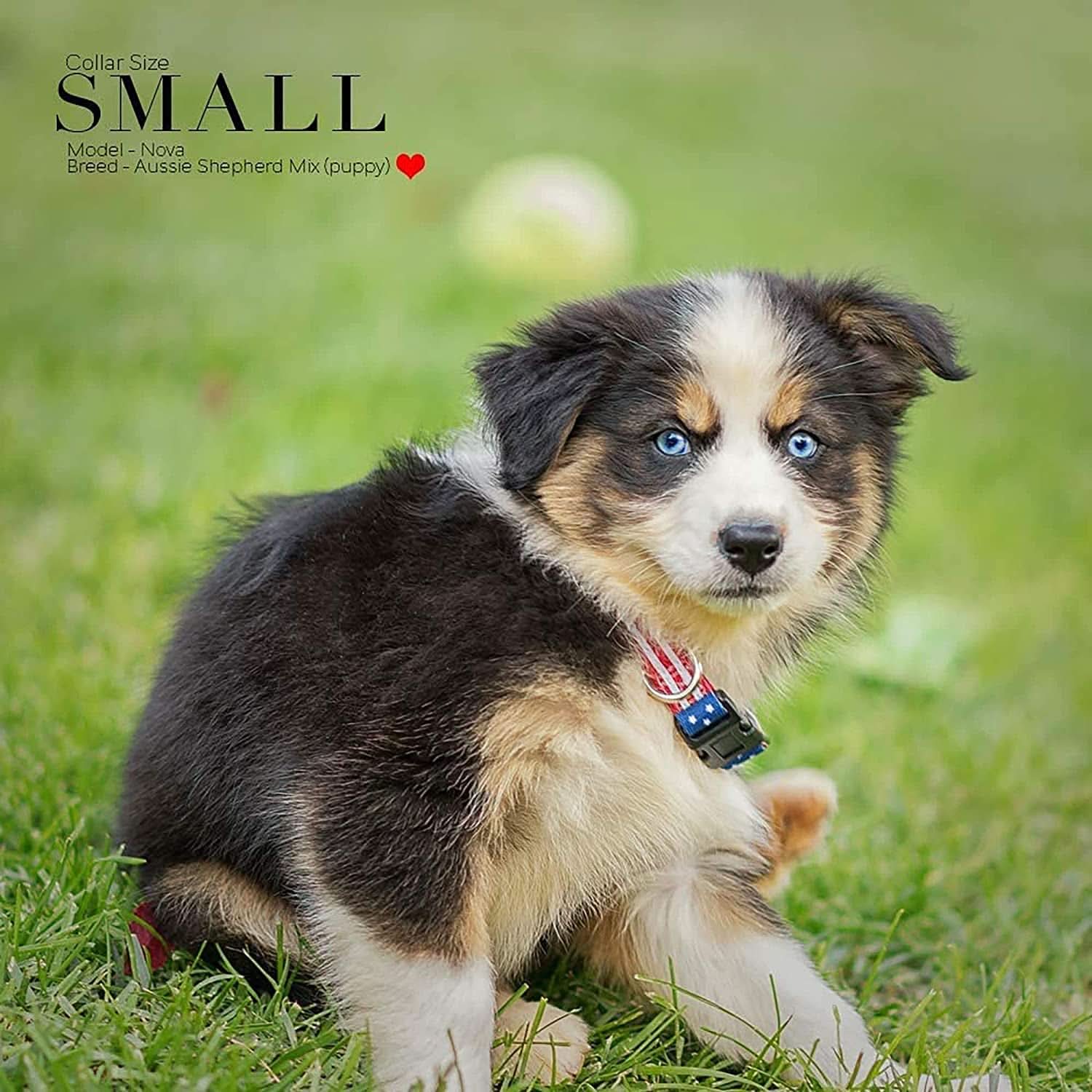 American Flag Dog Collar - Classic Design Available in Five Sizes (Small)