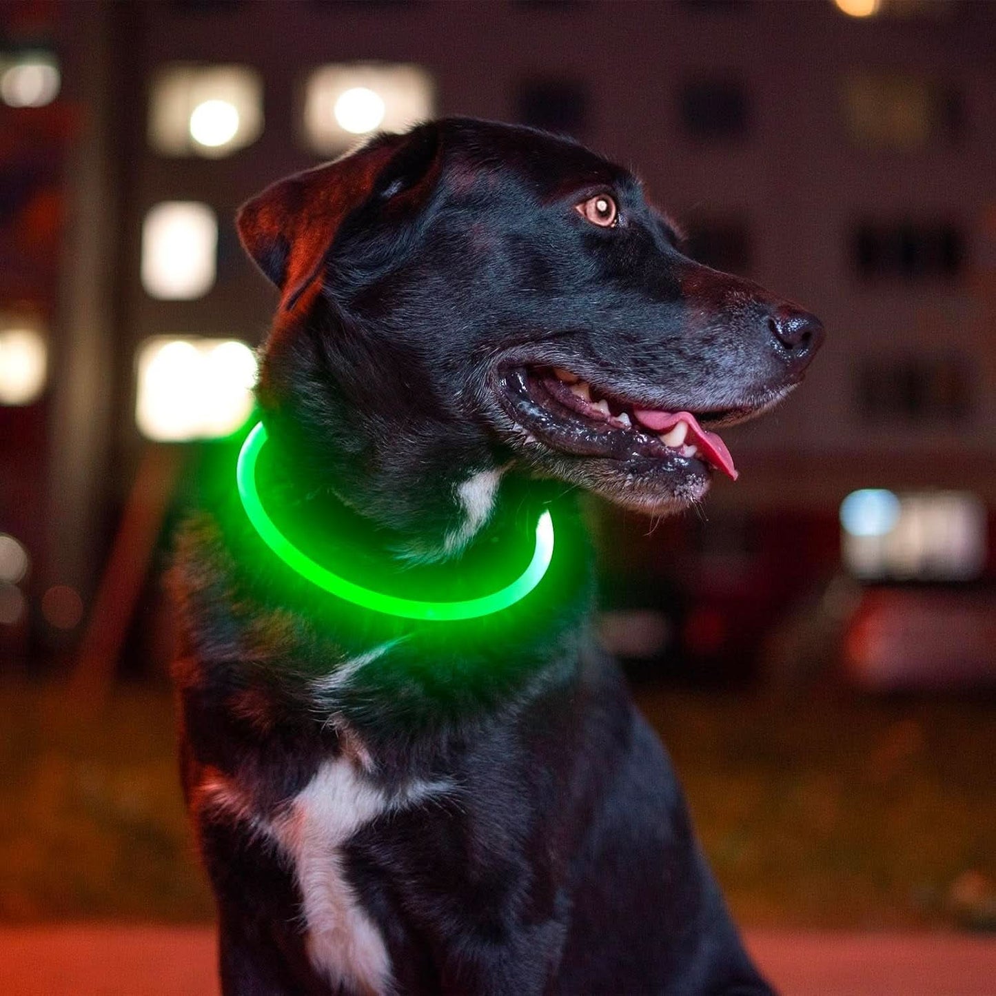 USB Rechargeable LED Dog Collar - Enhanced Night Visibility for Small, Medium, and Large Dogs (Green)
