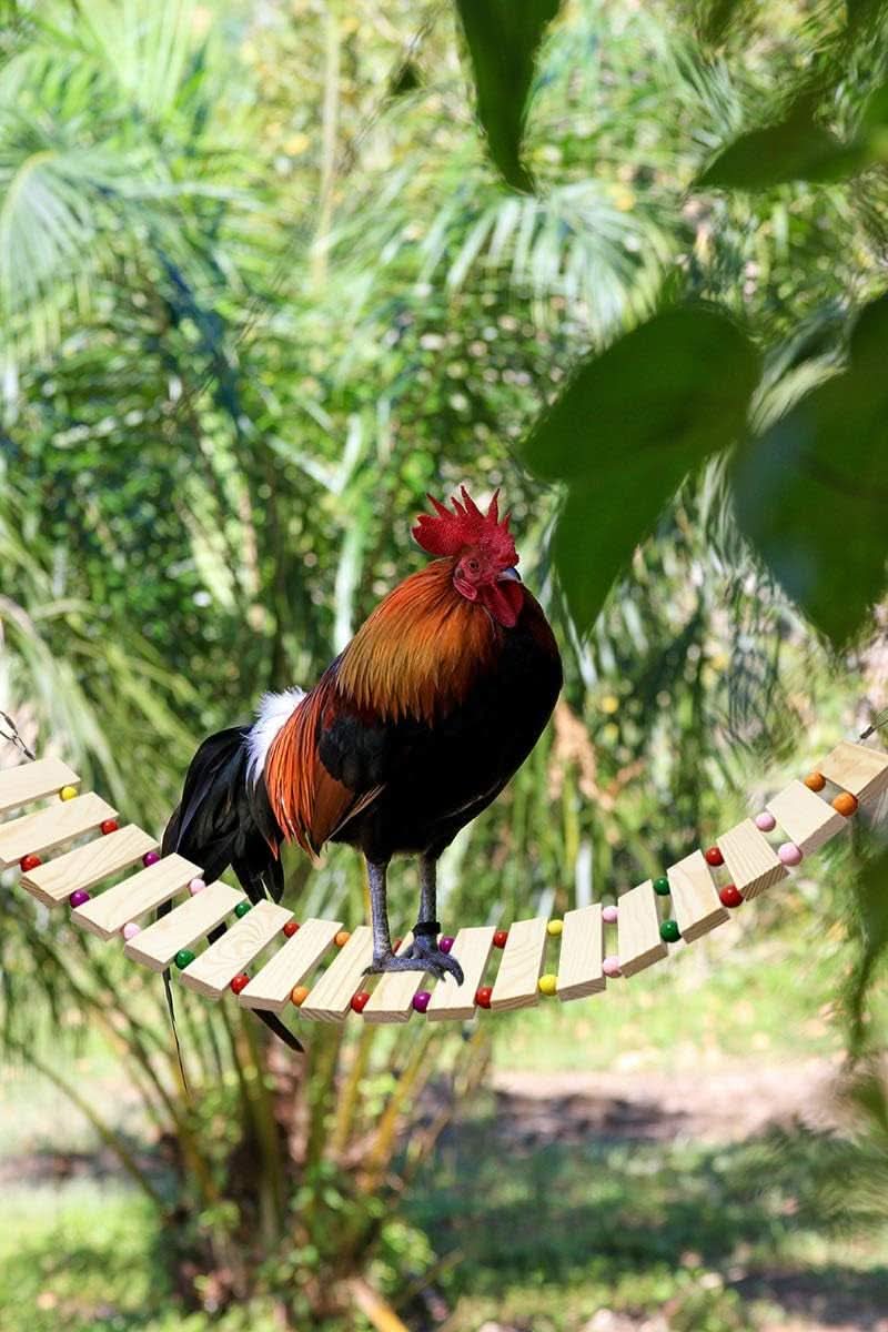 Natural Wood Chicken Coop Accessories - Ladder, Swing, and Perch for Hens, Roosters, and Chicks