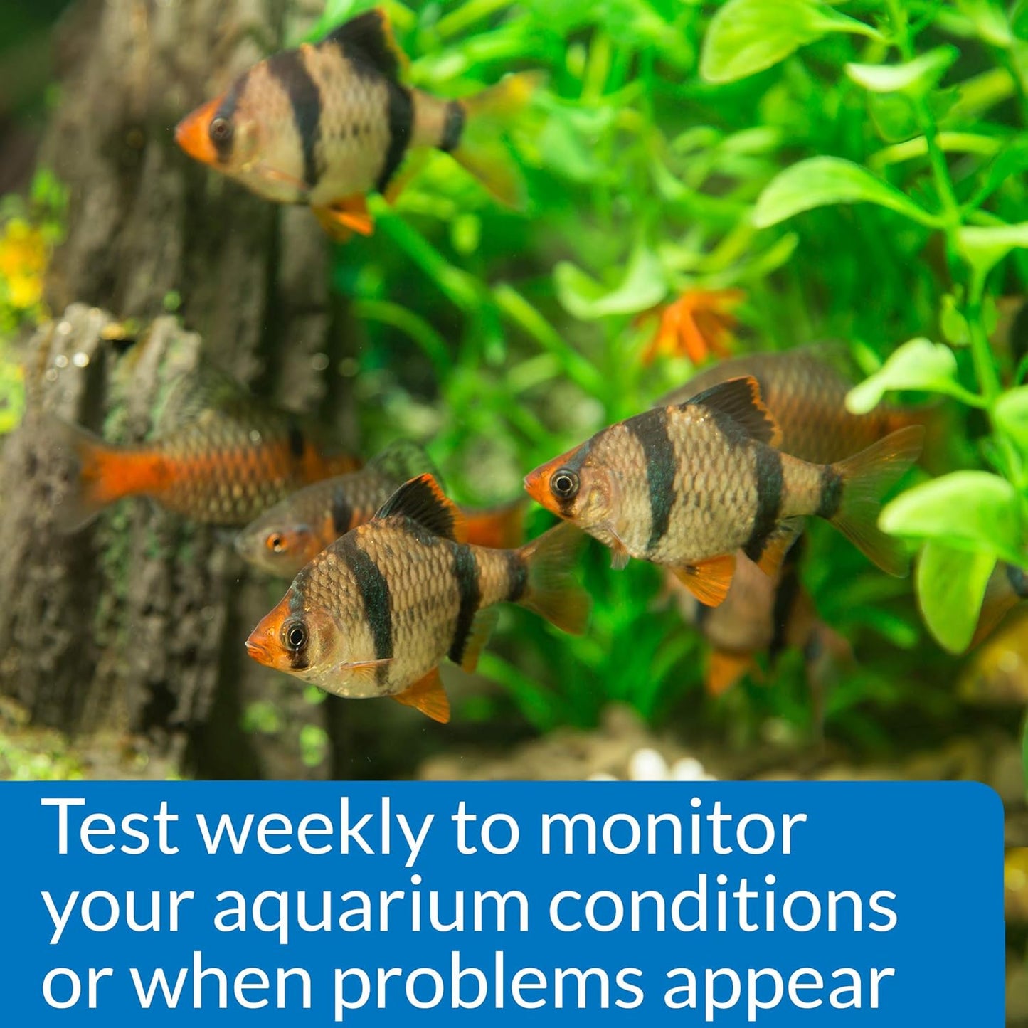 Phosphate Test Kit for Freshwater and Saltwater Aquariums, 64 Ounces