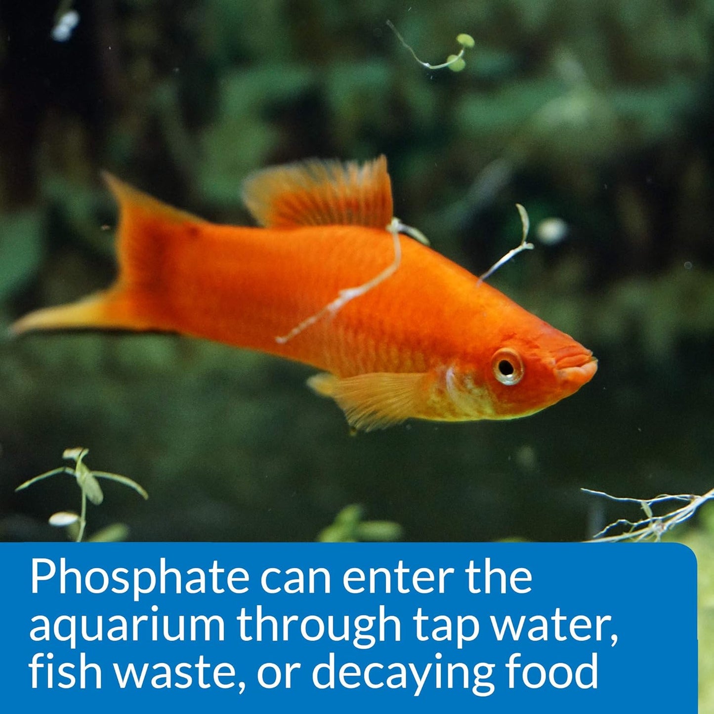 Phosphate Test Kit for Freshwater and Saltwater Aquariums, 64 Ounces