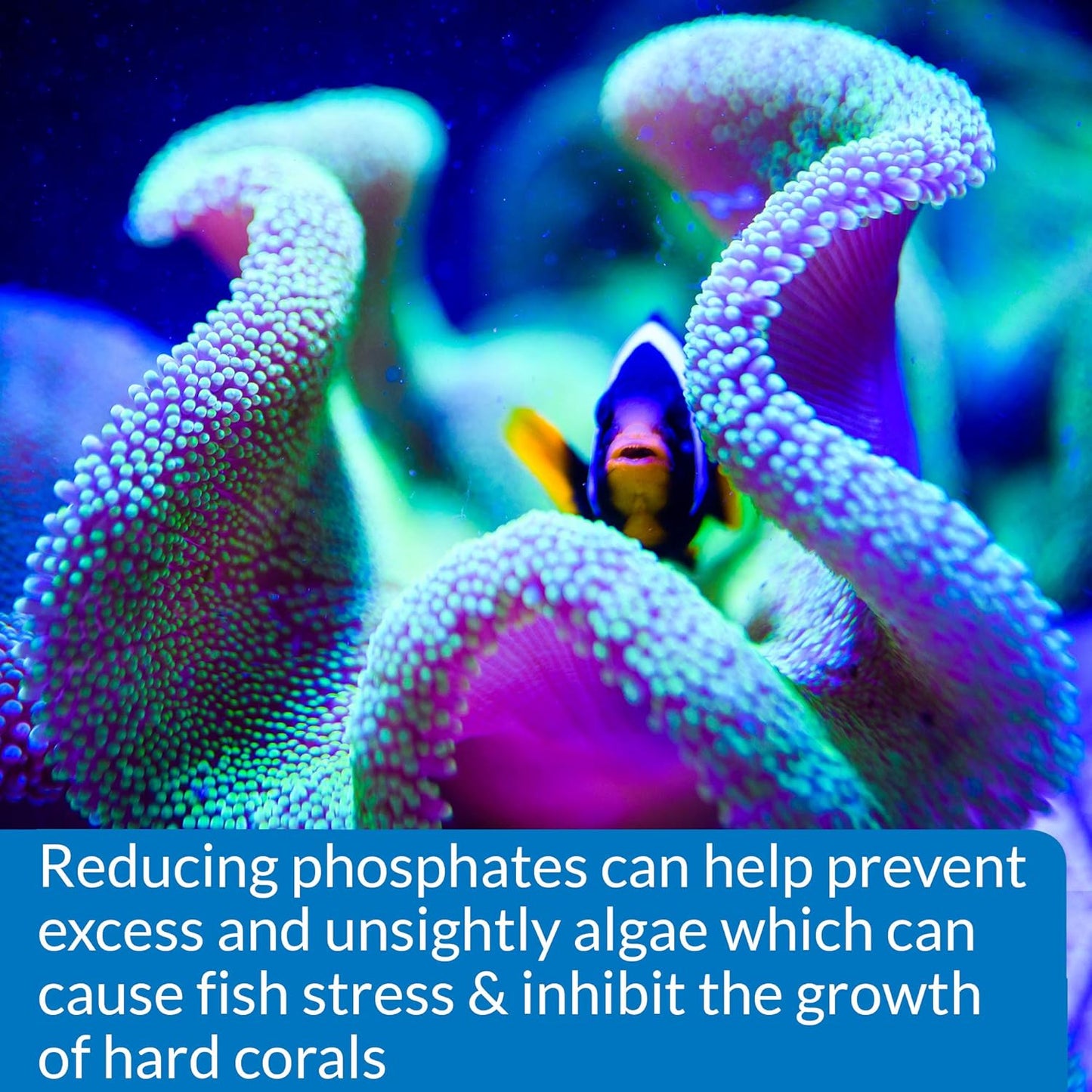 Phosphate Test Kit for Freshwater and Saltwater Aquariums, 64 Ounces