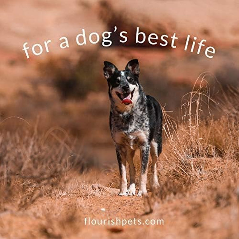 Pets Organic Pumpkin Dog Biscuits - All-Natural Treats, Made in the USA (Small Size)