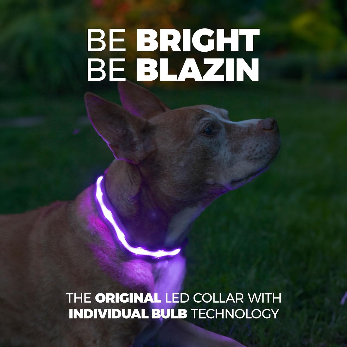 LED Dog Collar - Original USB Rechargeable, Waterproof, 1,000 Feet Visibility - Suitable for Small, Medium, and Large Dogs - US Brand