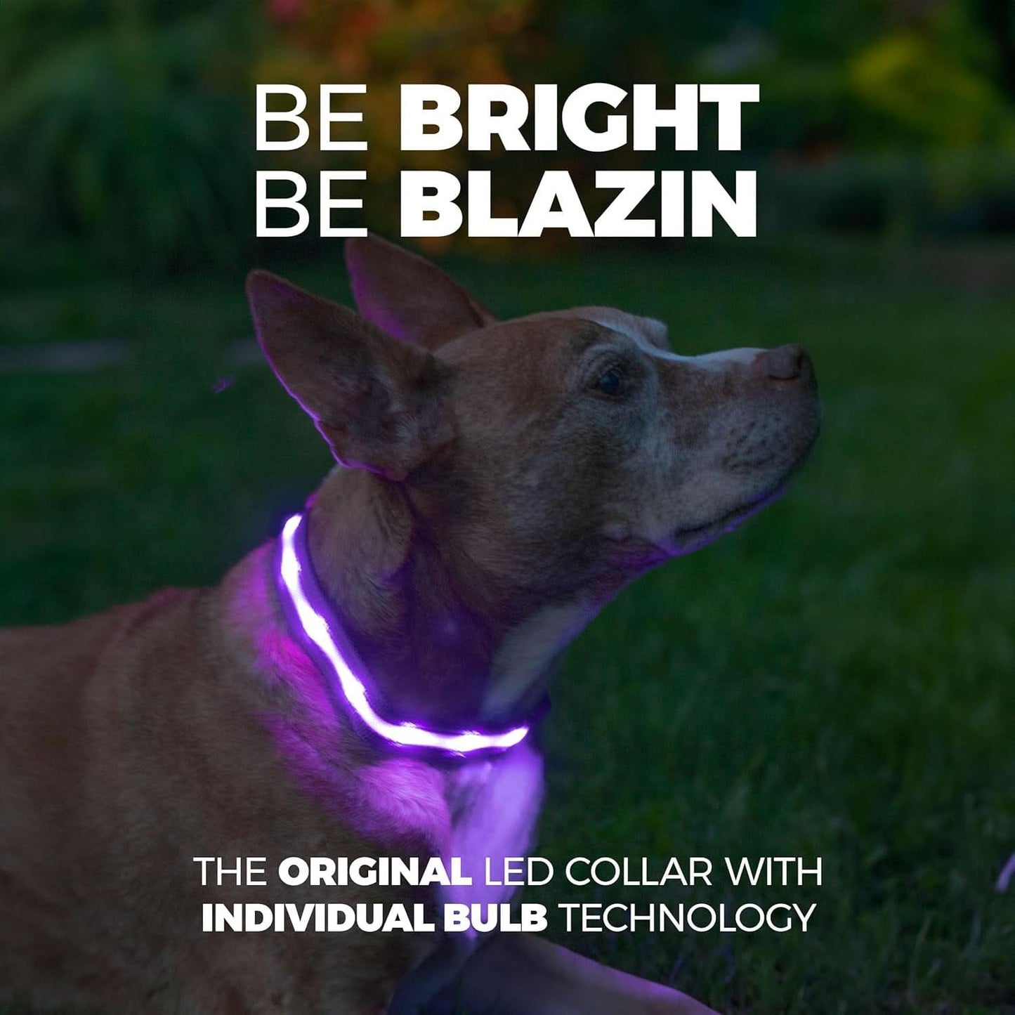 LED Dog Collar - Original USB Rechargeable, Waterproof, 1,000 Feet Visibility - Suitable for Small, Medium, and Large Dogs - US Brand