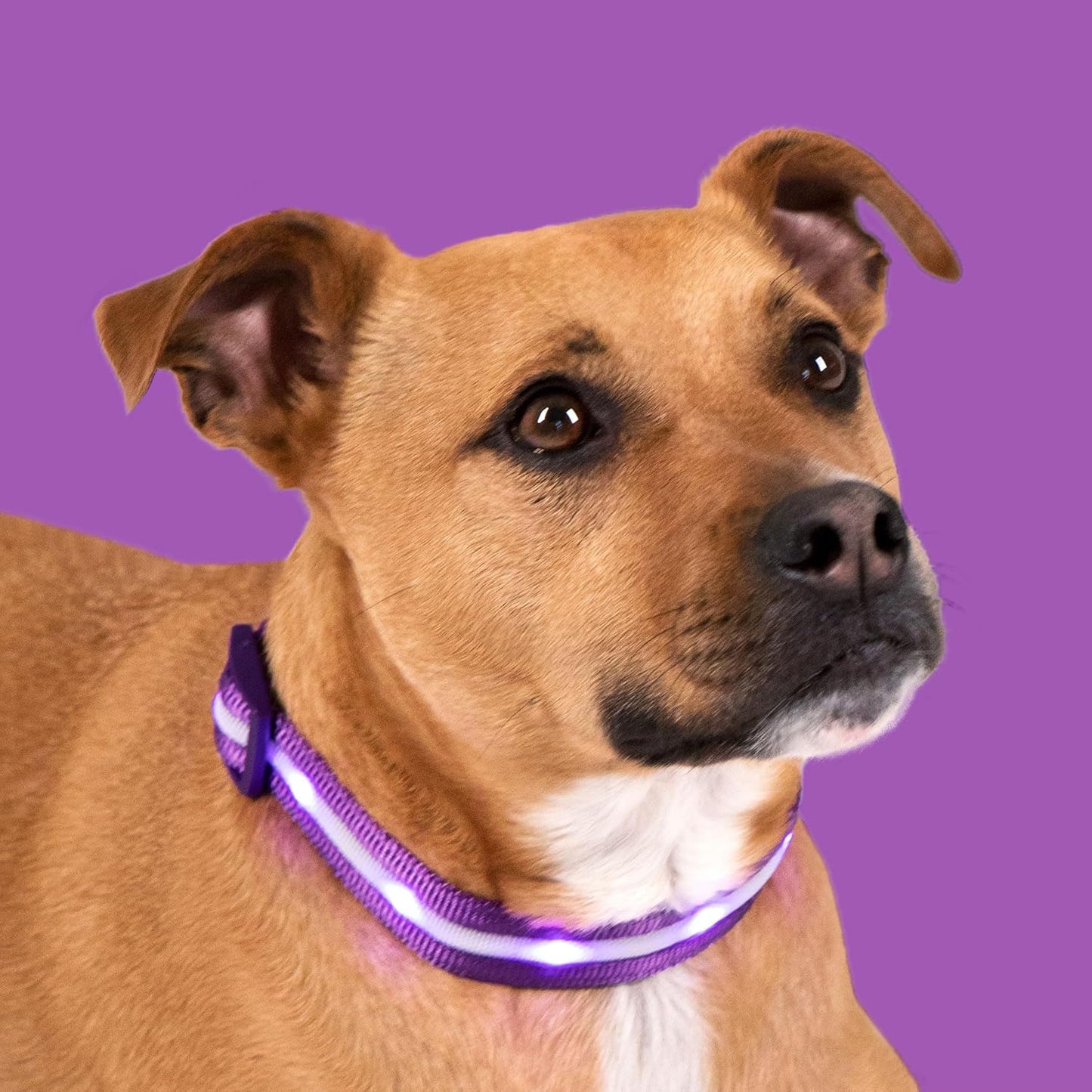 LED Dog Collar - Original USB Rechargeable, Waterproof, 1,000 Feet Visibility - Suitable for Small, Medium, and Large Dogs - US Brand