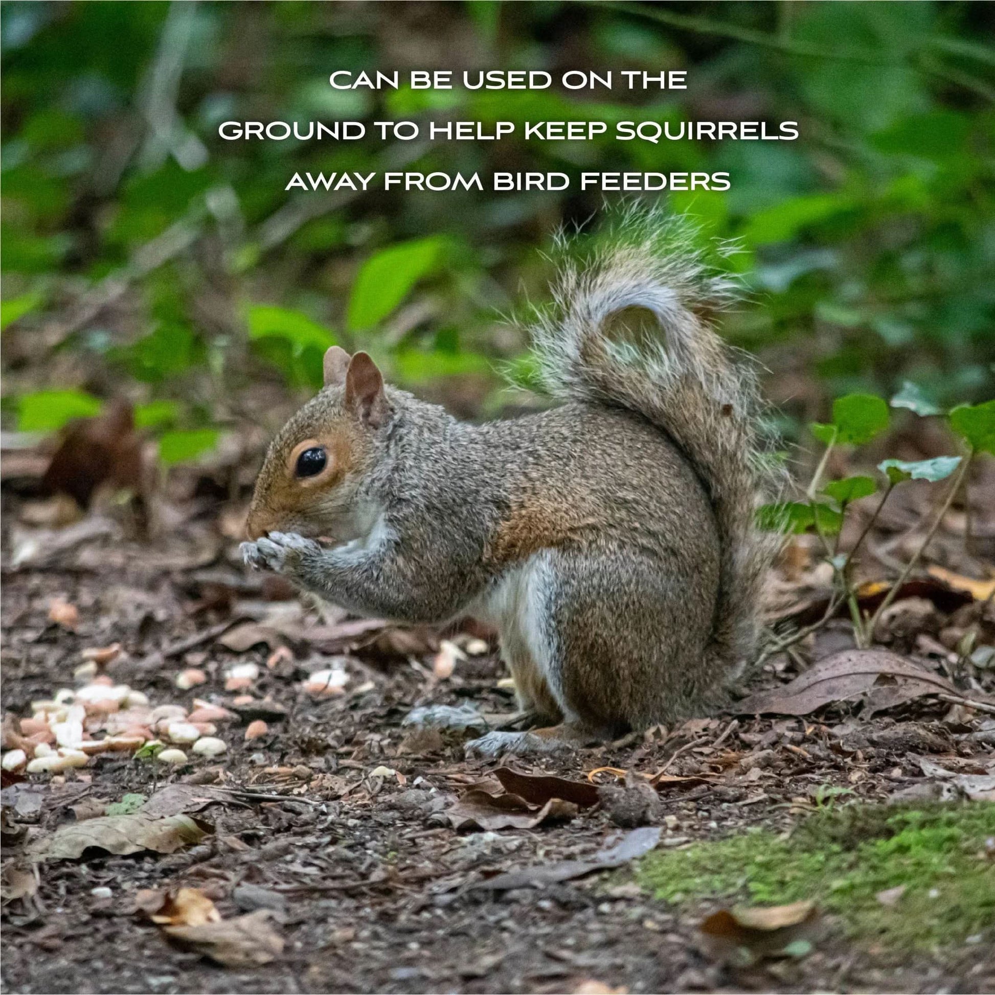 Shelled Peanuts Wildlife and Wild Bird Food, 5 Lb. Bag, 1 Pack, Dry