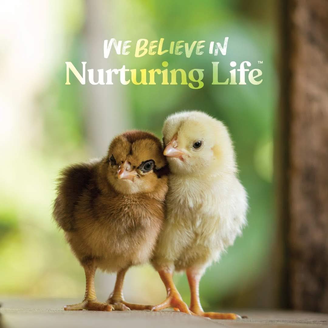 Chick Grit - Digestive Supplement for Young Poultry and Bantam Breeds with Probiotics, 25 lbs of Natural Insoluble Crushed Granite, Free from Artificial Ingredients and Preservatives