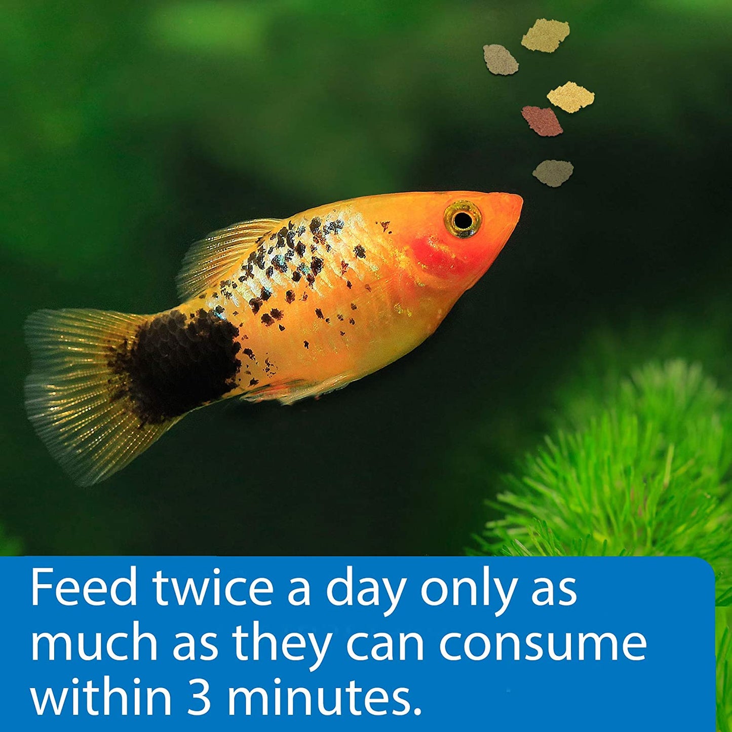 Tropical Flakes Fish Food - 5.7 Ounce Container